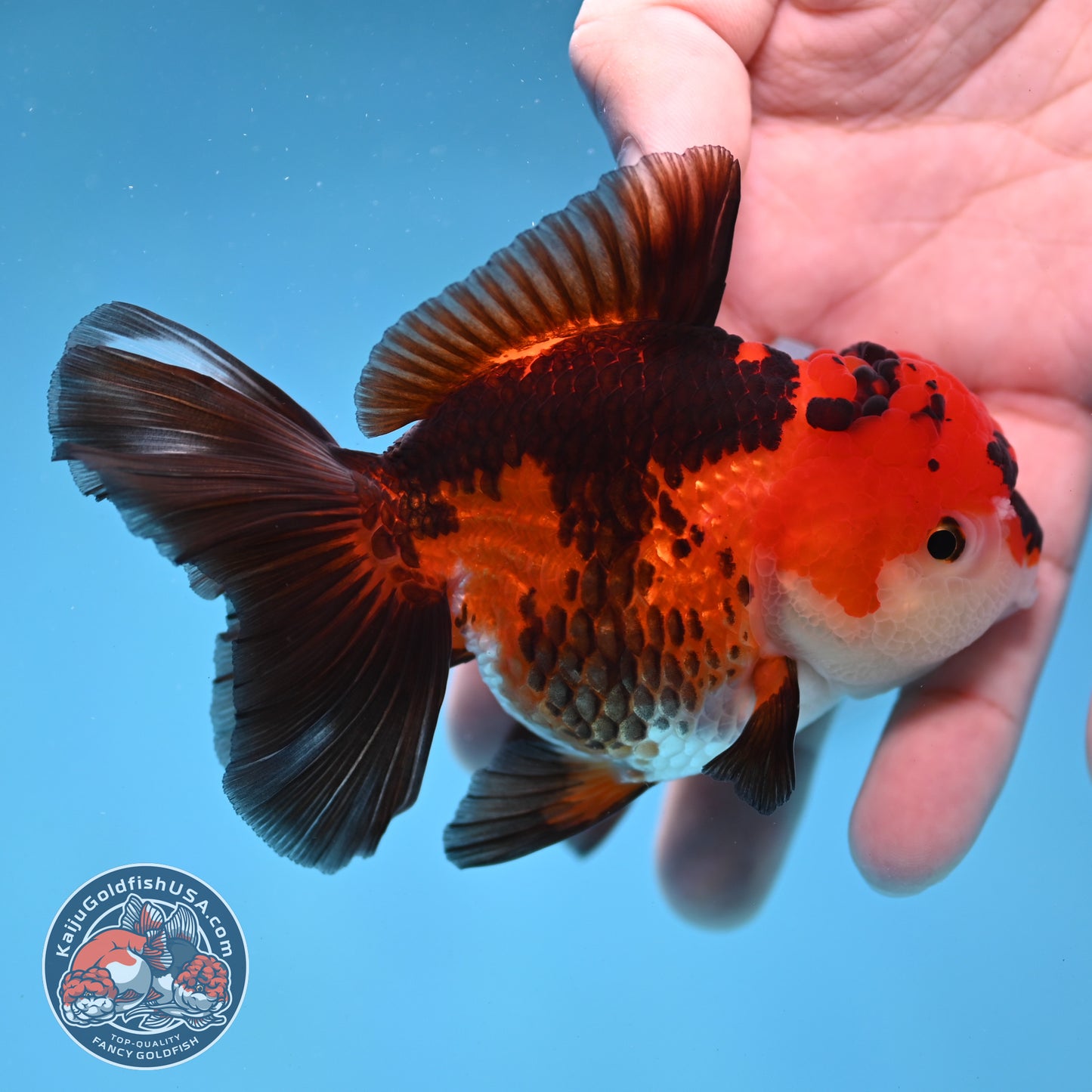 Tricolor Oranda 3.2 inch Body (260109_OR04)