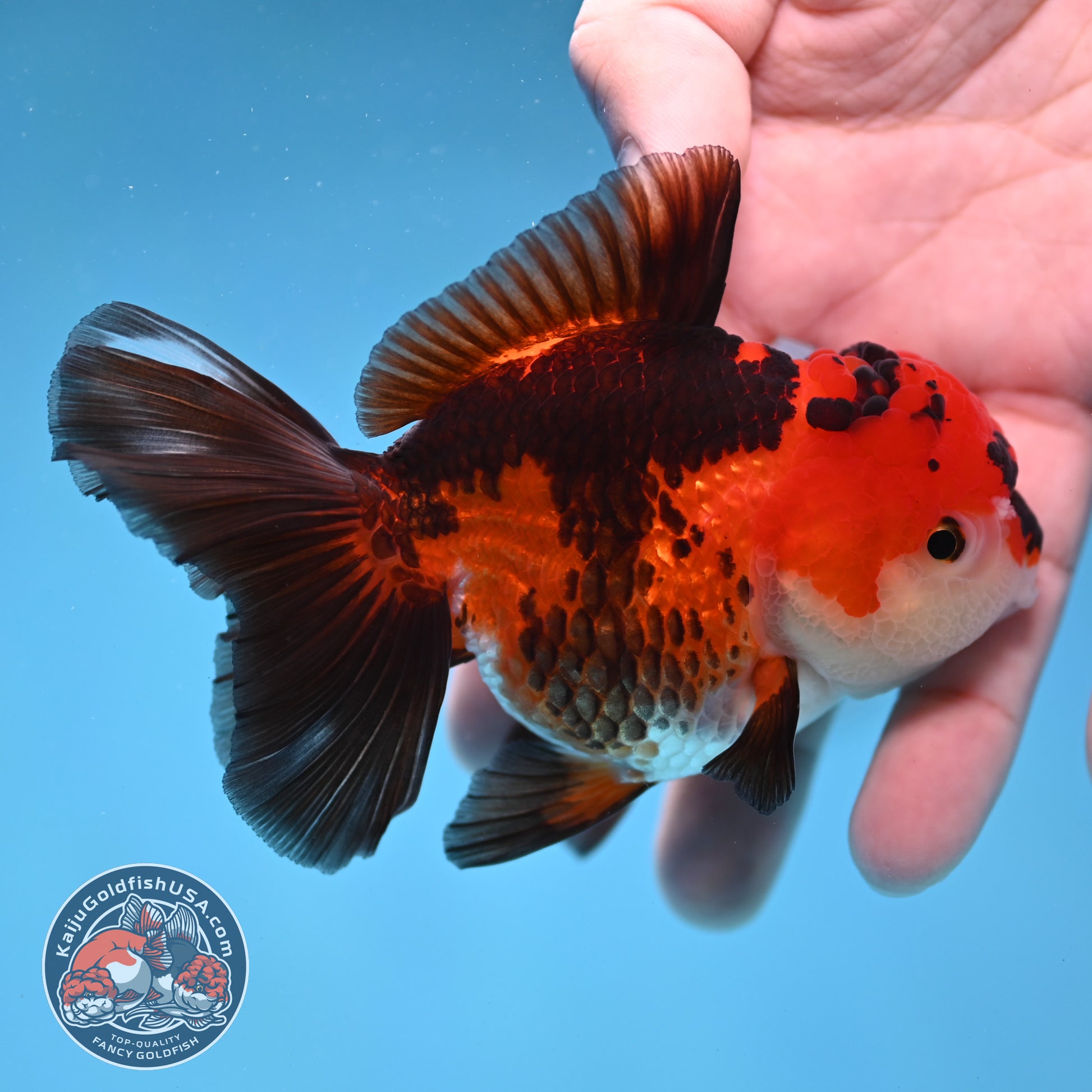 Tricolor Oranda 3.2 inch Body (260109_OR04)