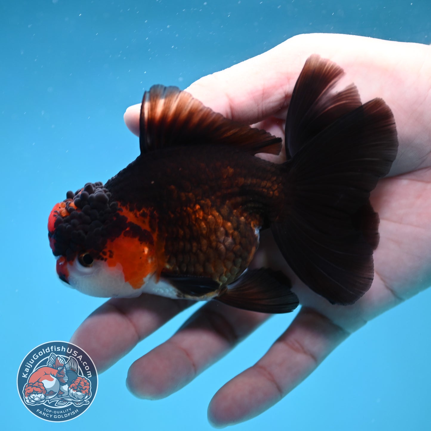 Tricolor Oranda 3.2 inch Body (260130_OR10)