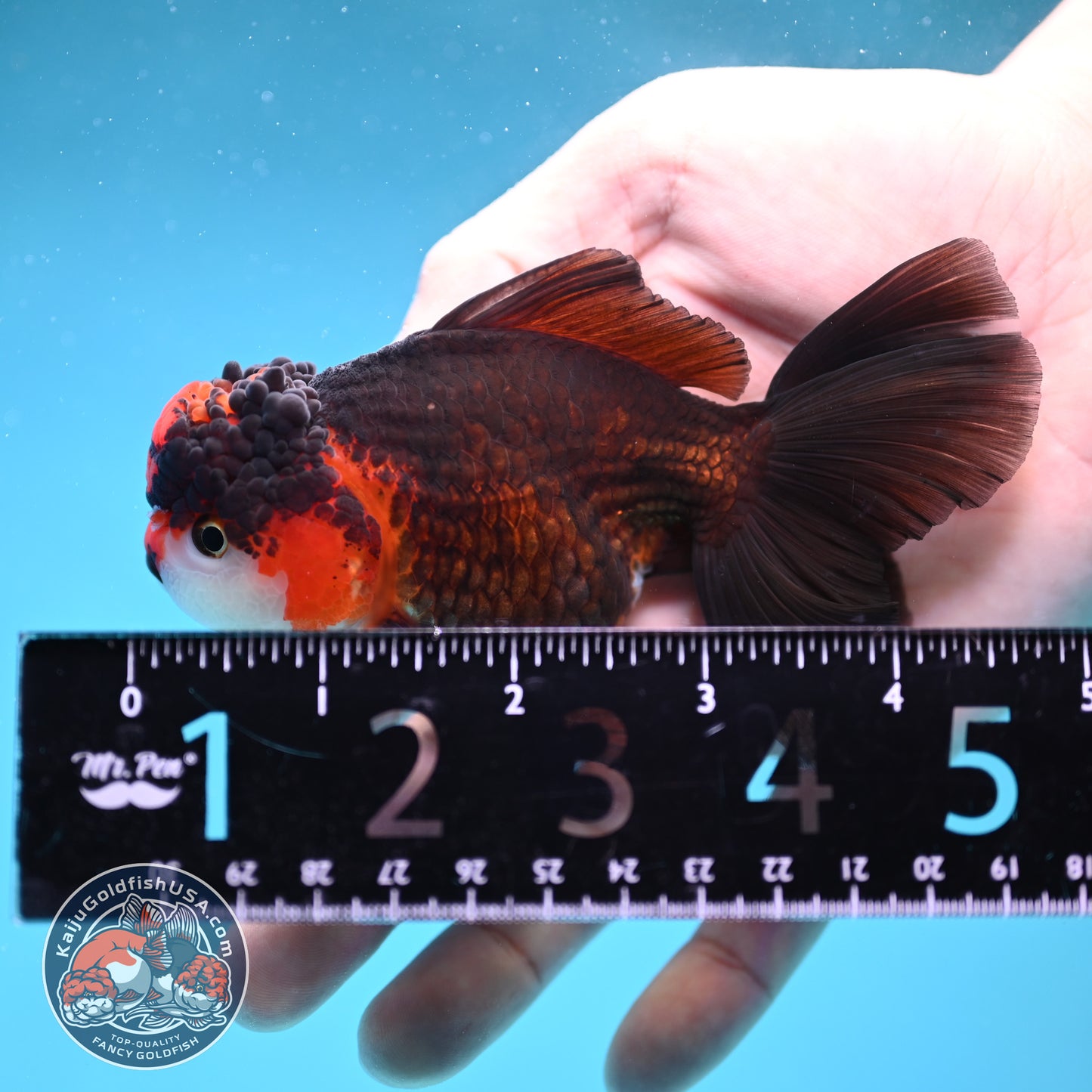 Tricolor Oranda 3.2 inch Body (260130_OR10)
