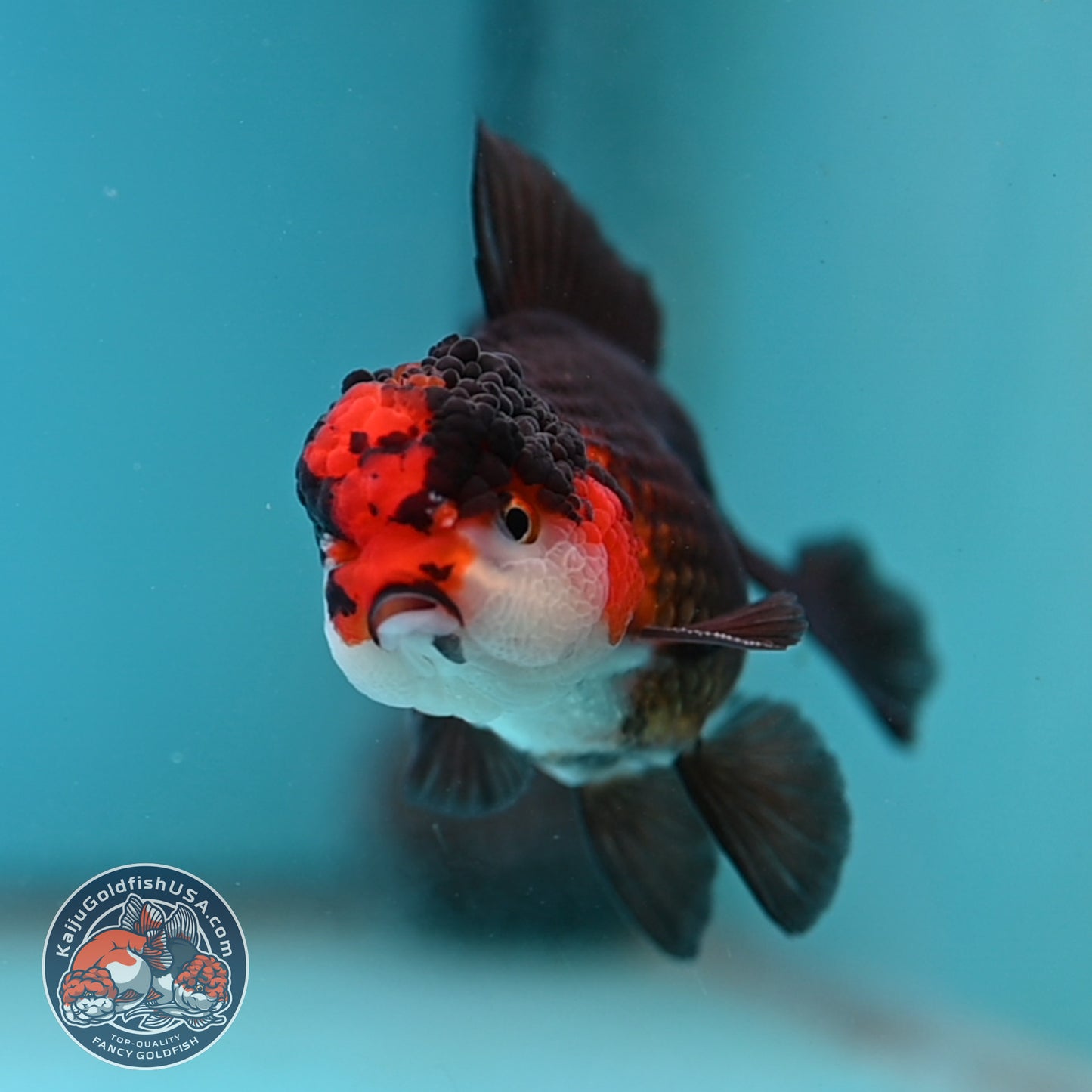 Tricolor Oranda 3.2 inch Body (260130_OR10)