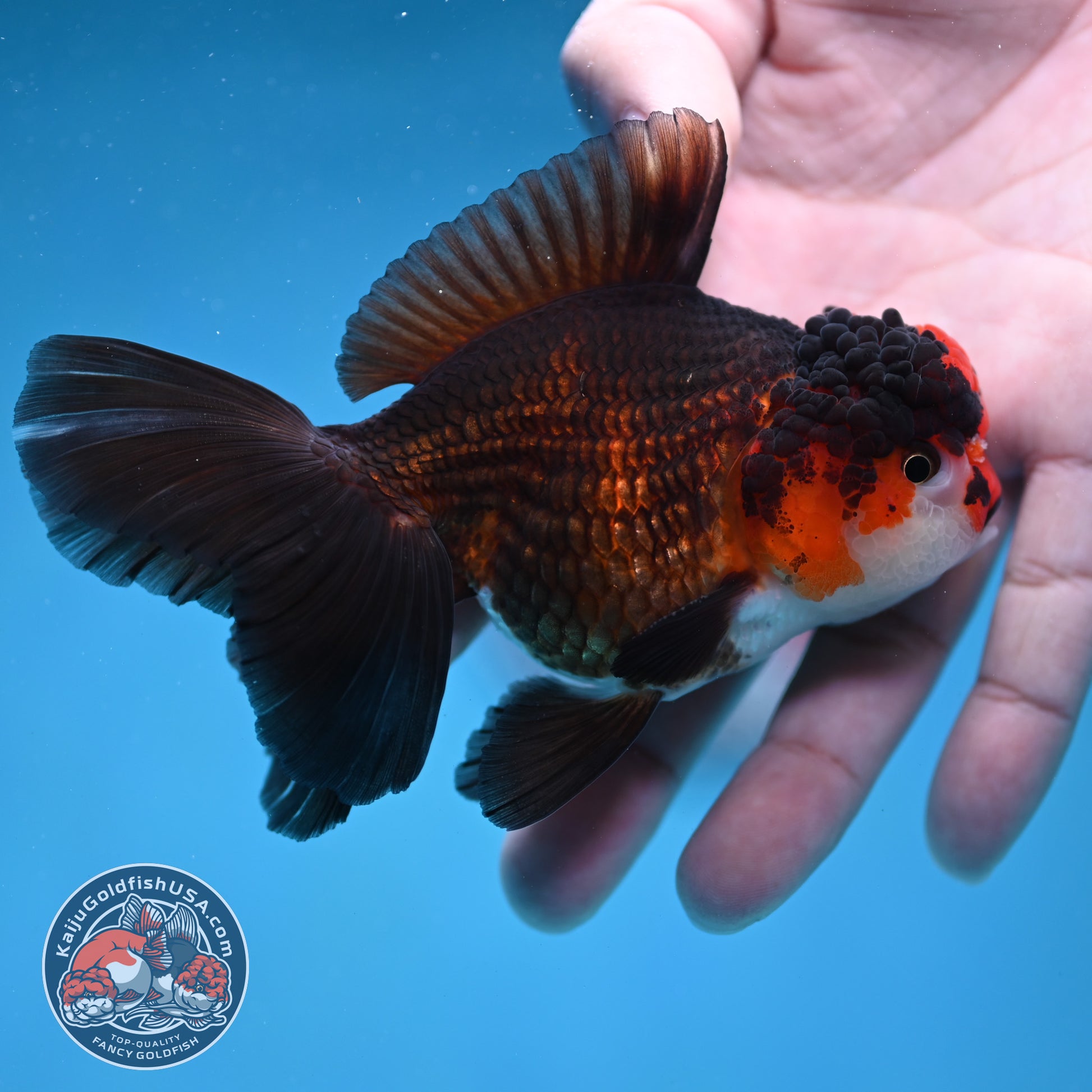 Tricolor Oranda 3.2 inch Body (260130_OR10)
