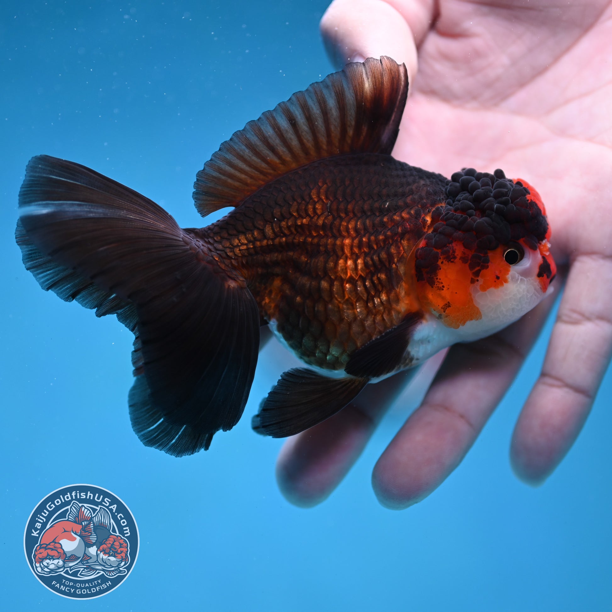 Tricolor Oranda 3.2 inch Body (260130_OR10)