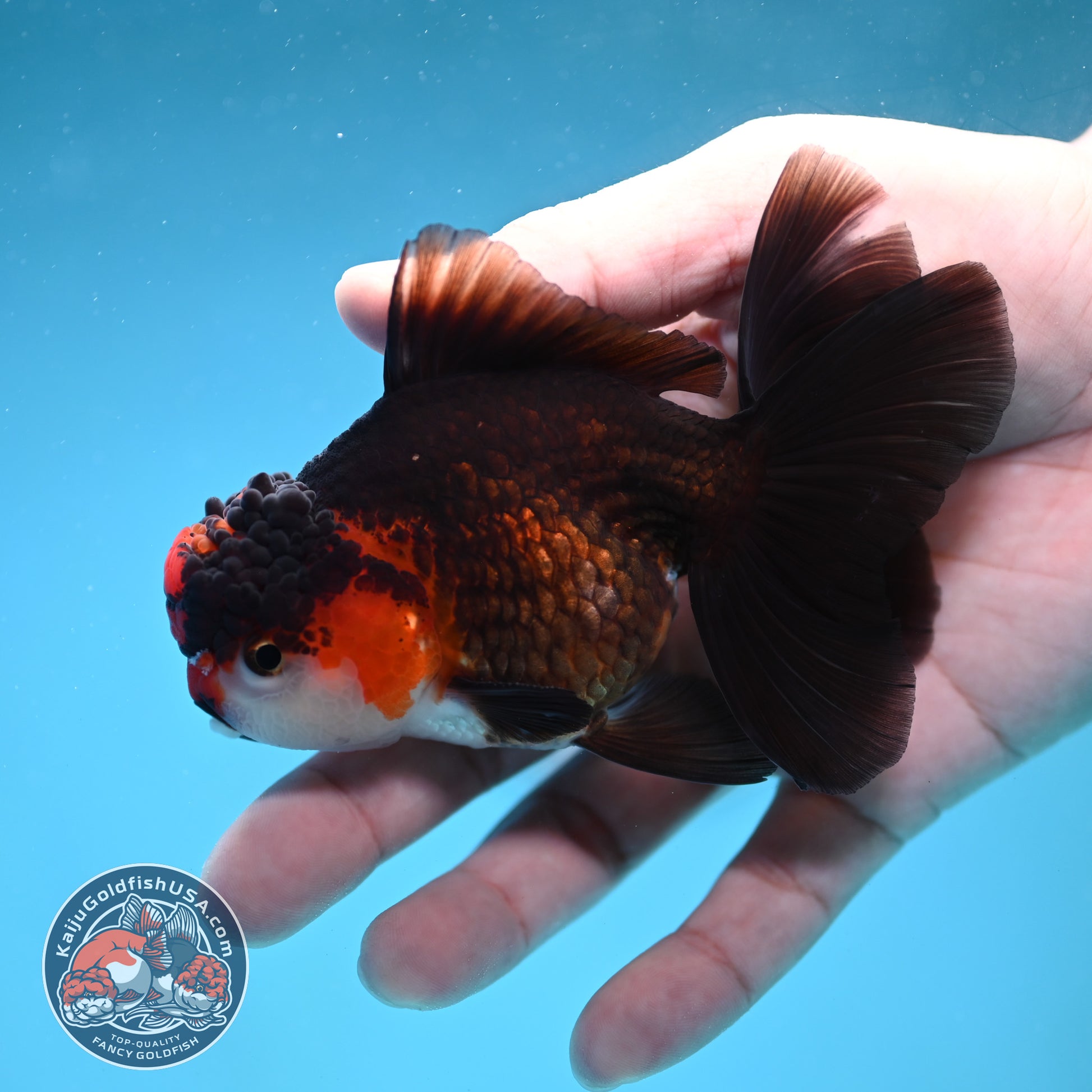 Tricolor Oranda 3.2 inch Body (260130_OR10)