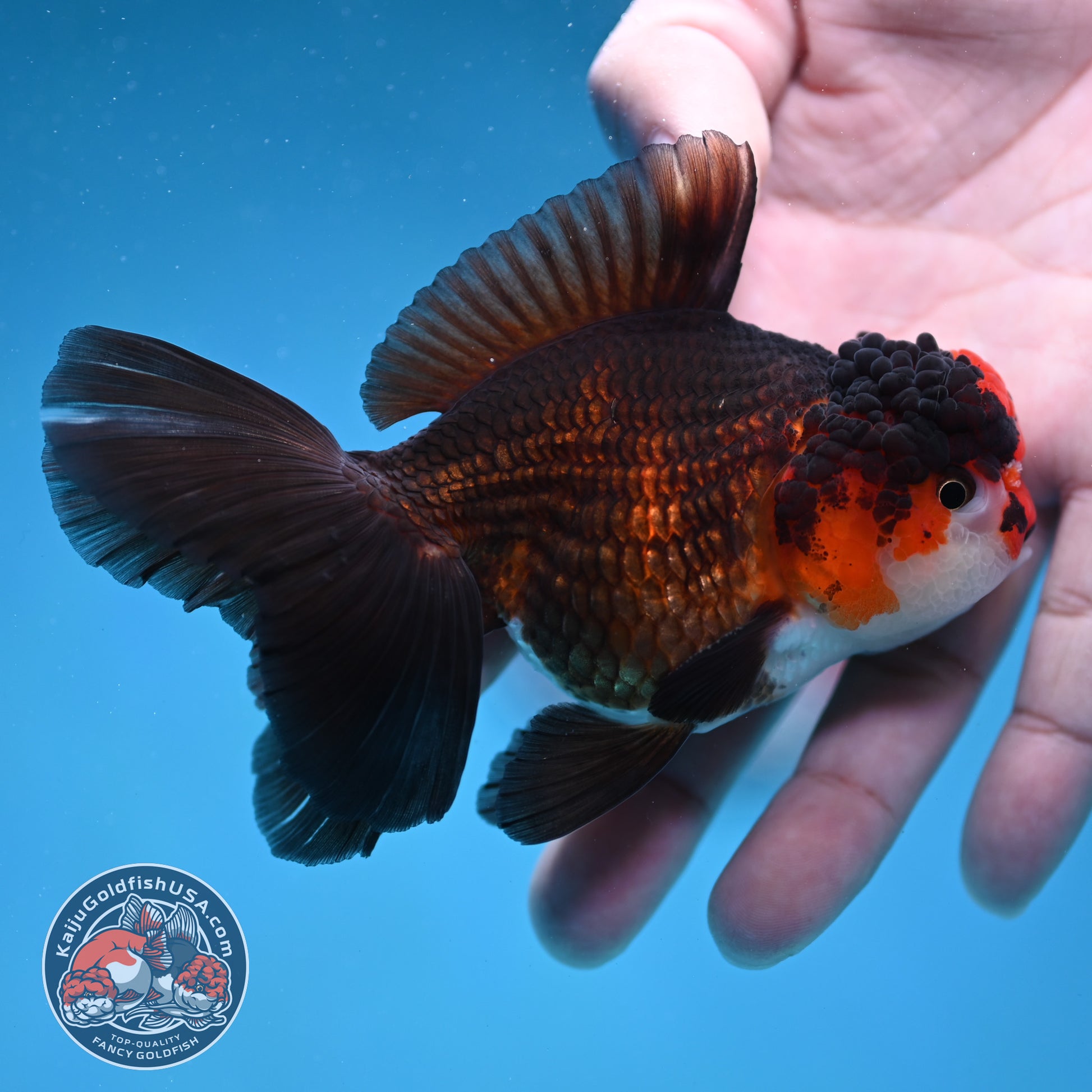 Tricolor Oranda 3.2 inch Body (260130_OR10)
