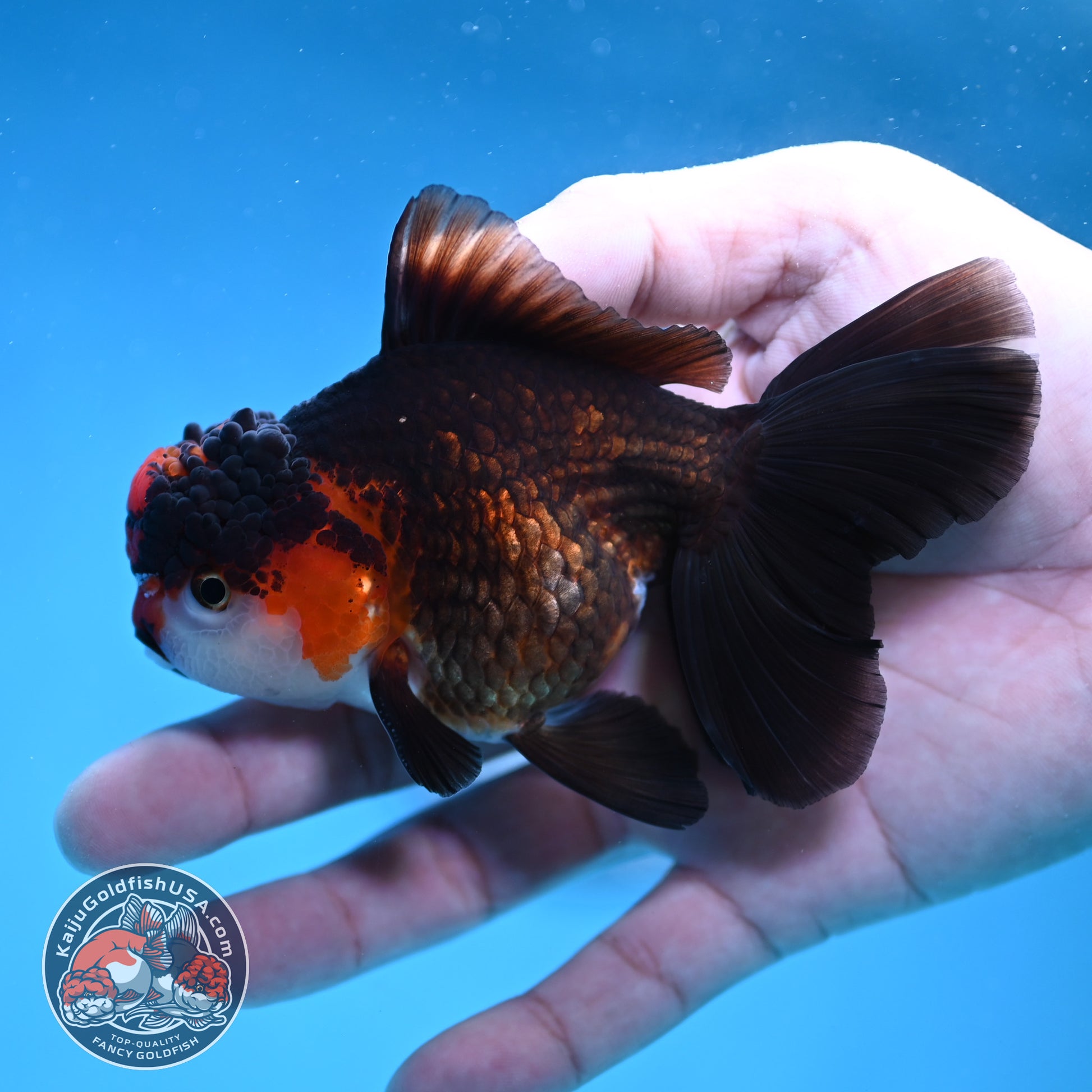 Tricolor Oranda 3.2 inch Body (260130_OR10)