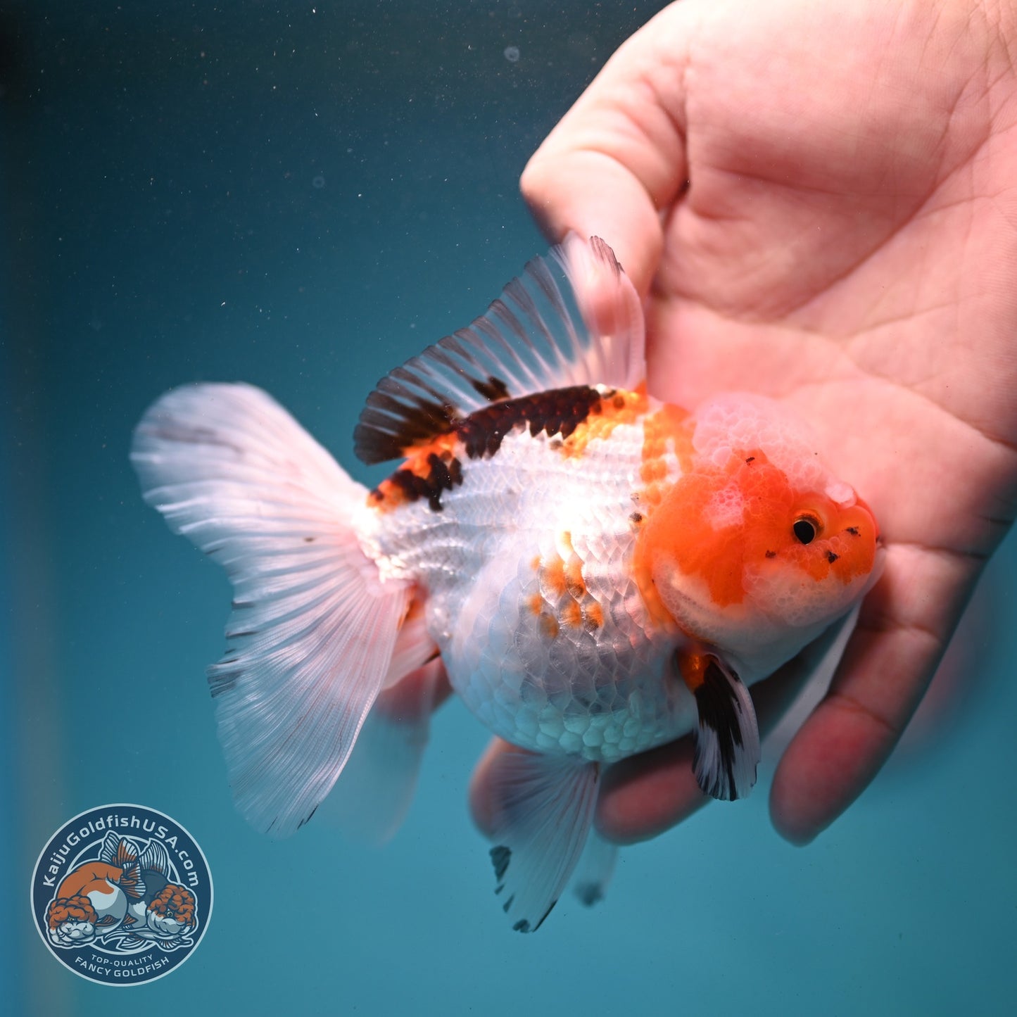 Tricolor Oranda 3.3 inch Body (260807_OR08)