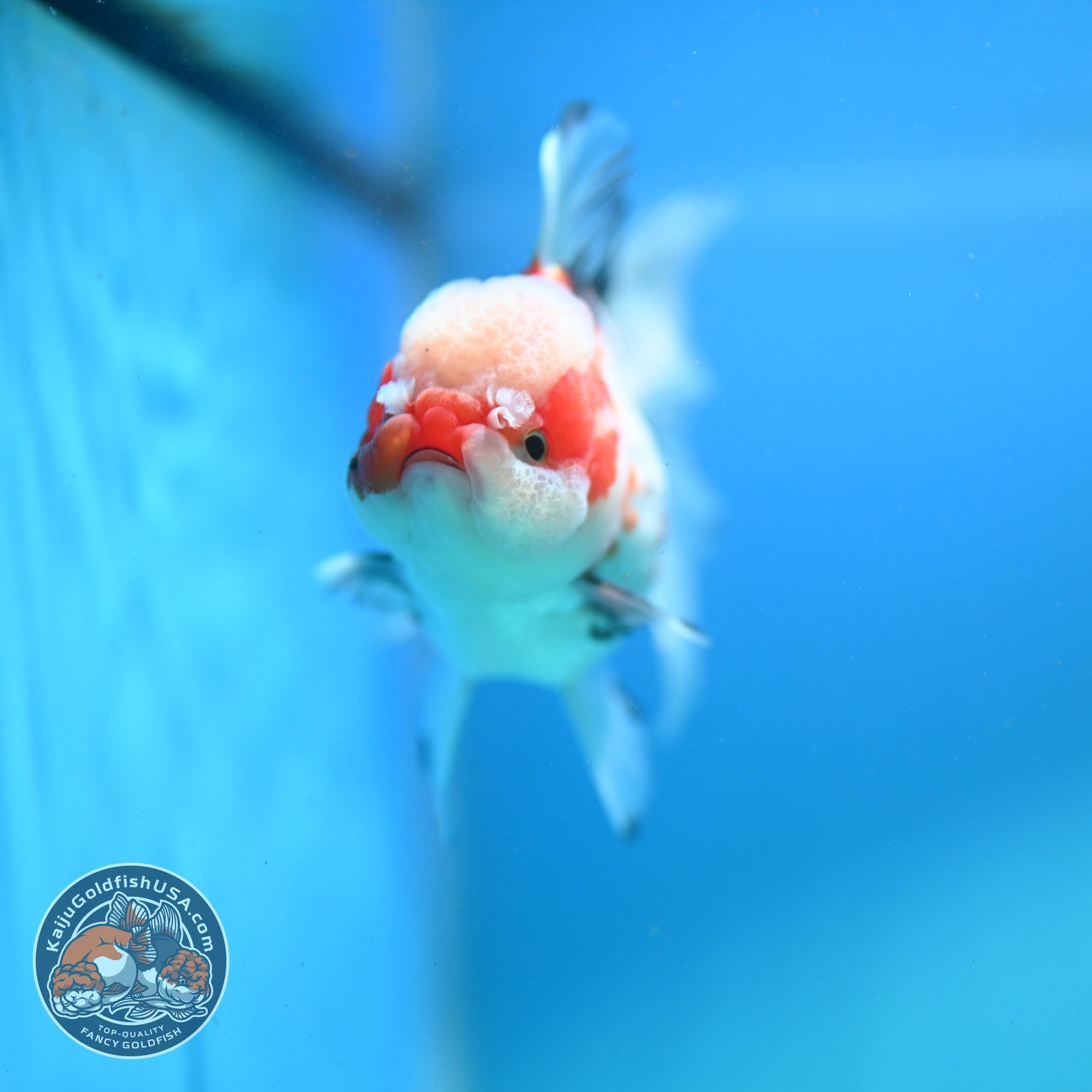 Tricolor Oranda 3.3 inch Body (260807_OR08)