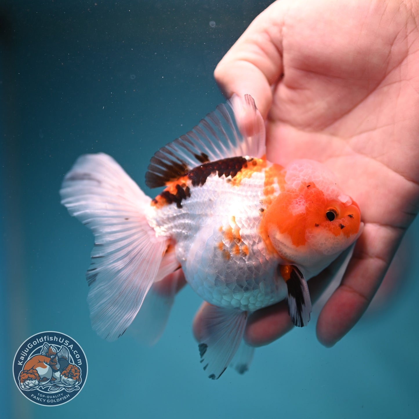 Tricolor Oranda 3.3 inch Body (260807_OR08)