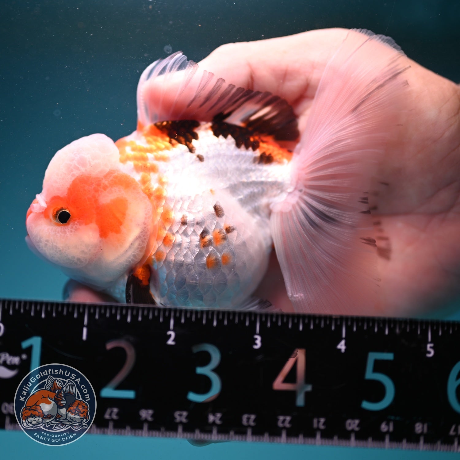 Tricolor Oranda 3.3 inch Body (260807_OR08)