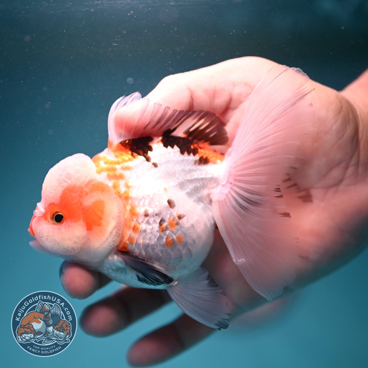 Tricolor Oranda 3.3 inch Body (260807_OR08)