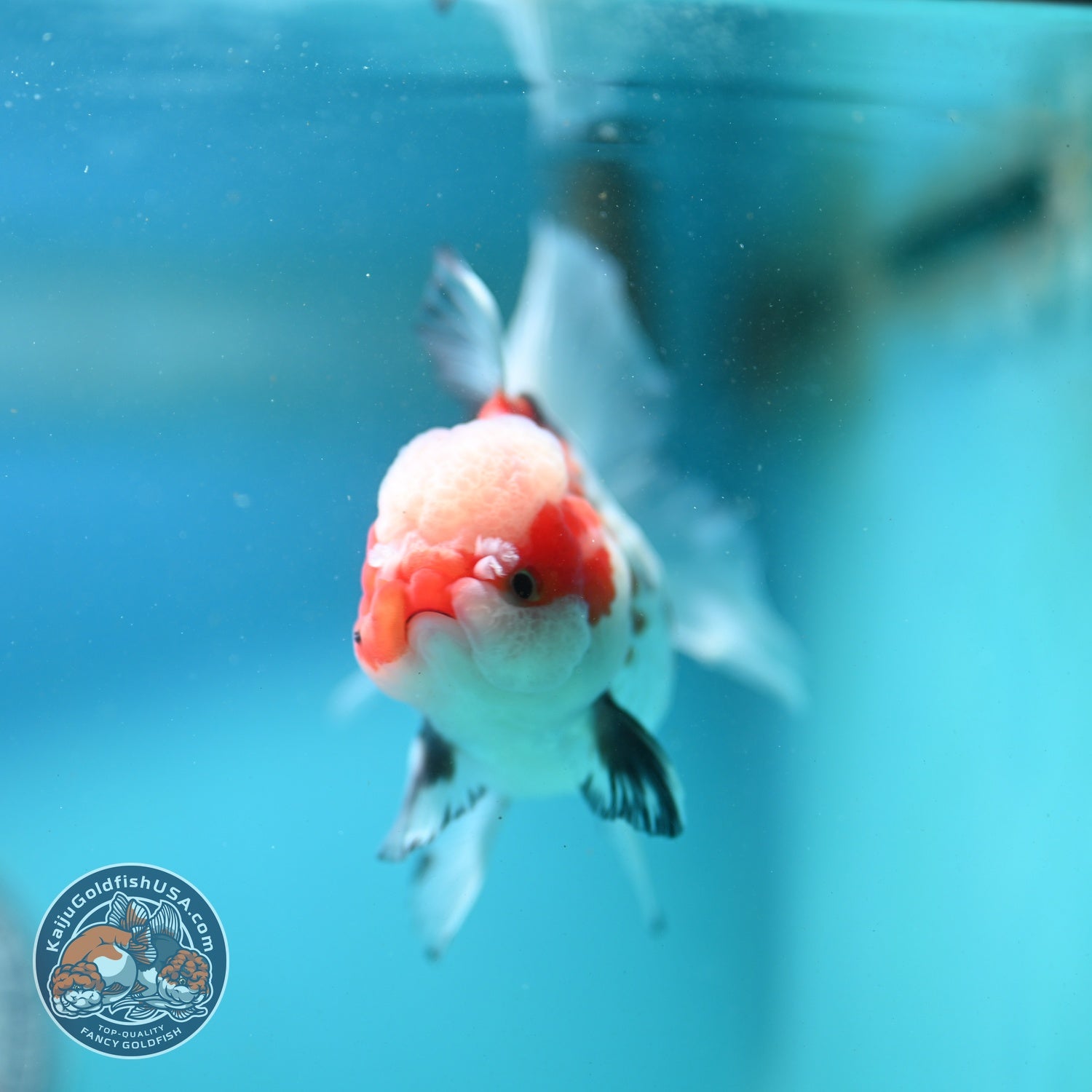 Tricolor Oranda 3.3 inch Body (260807_OR08)