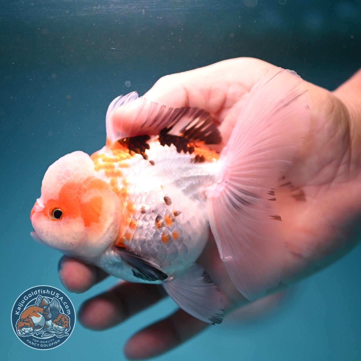 Tricolor Oranda 3.3 inch Body (260807_OR08)