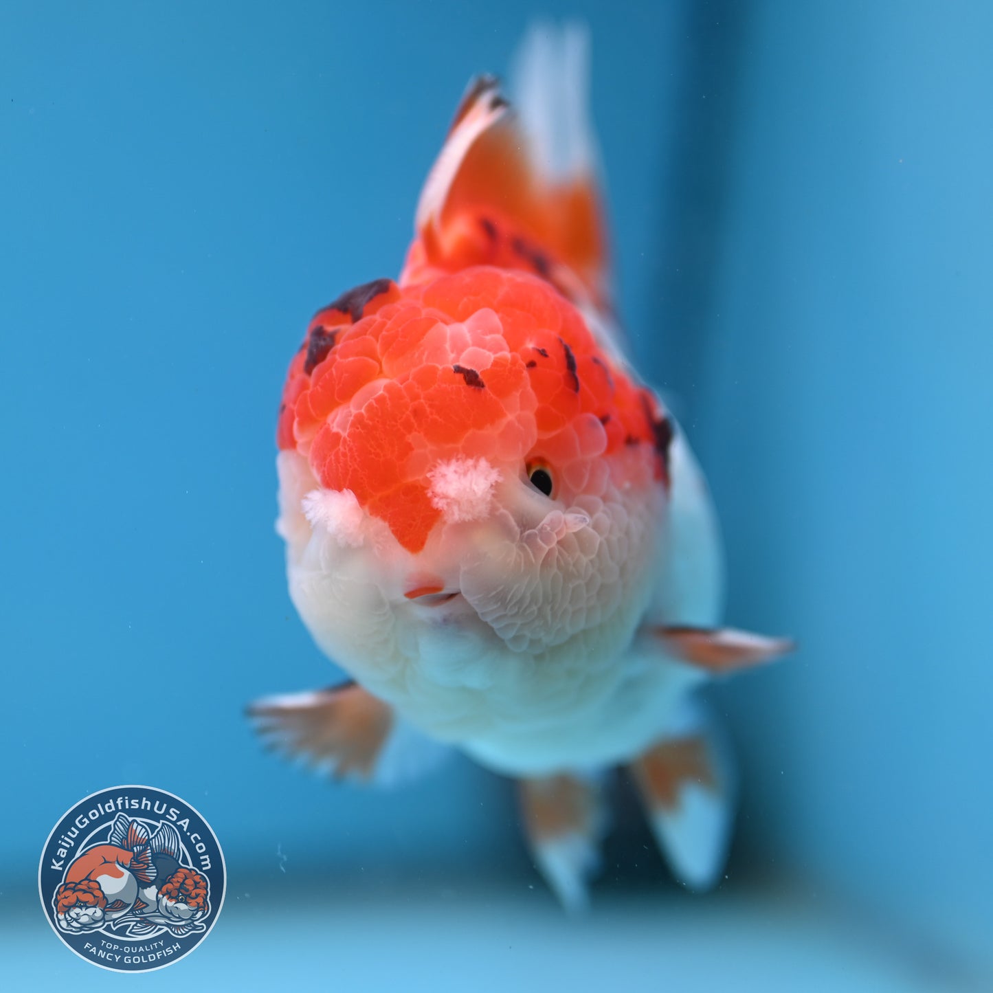 Tricolor Oranda 3.5 inch Body (251114_OR03)