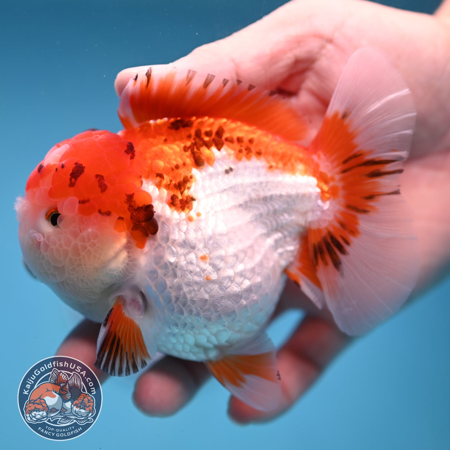 Tricolor Oranda 3.5 inch Body (251114_OR03)