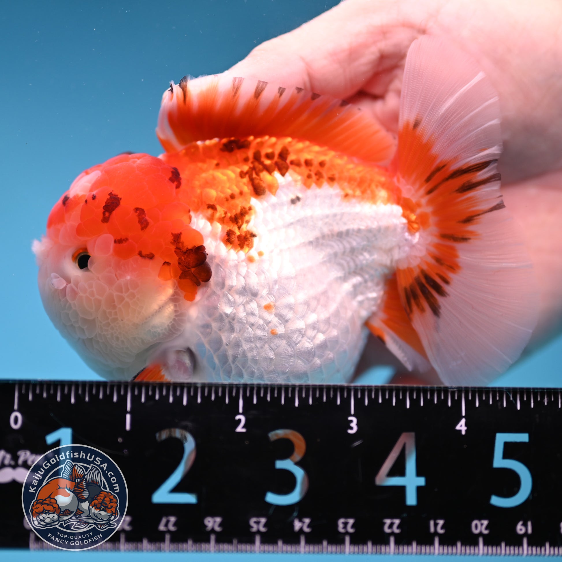 Tricolor Oranda 3.5 inch Body (251114_OR03)