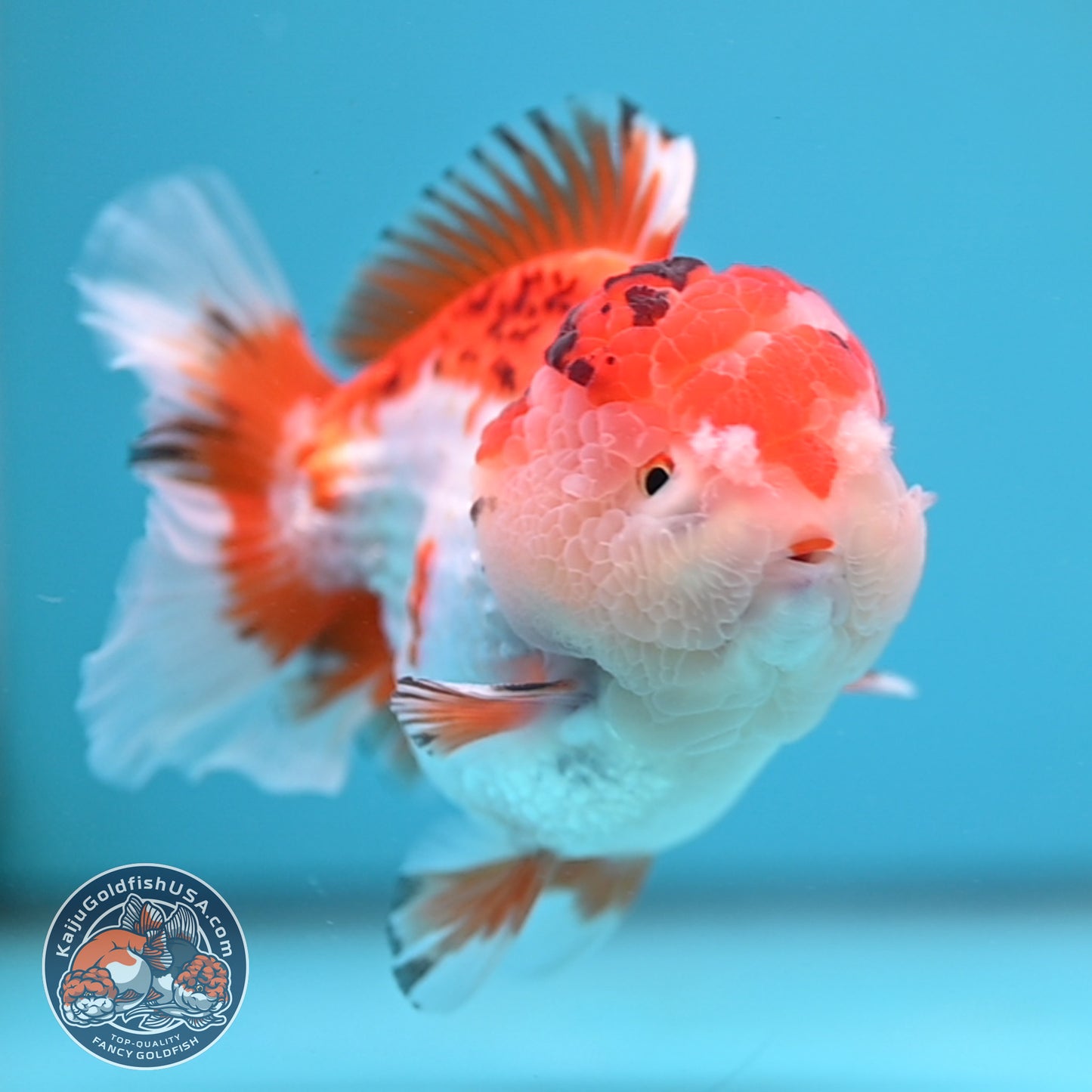 Tricolor Oranda 3.5 inch Body (251114_OR03)