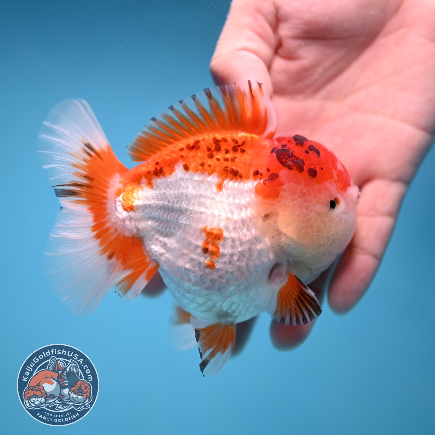 Tricolor Oranda 3.5 inch Body (251114_OR03)