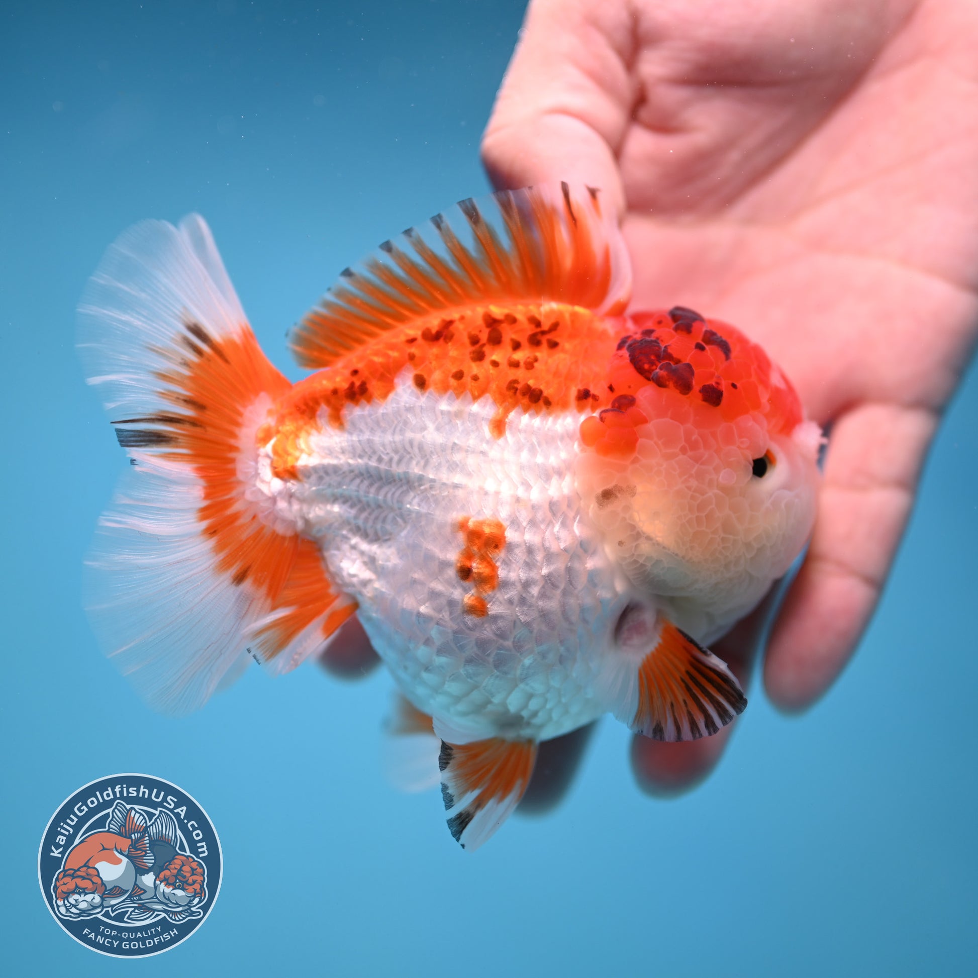 Tricolor Oranda 3.5 inch Body (251114_OR03)