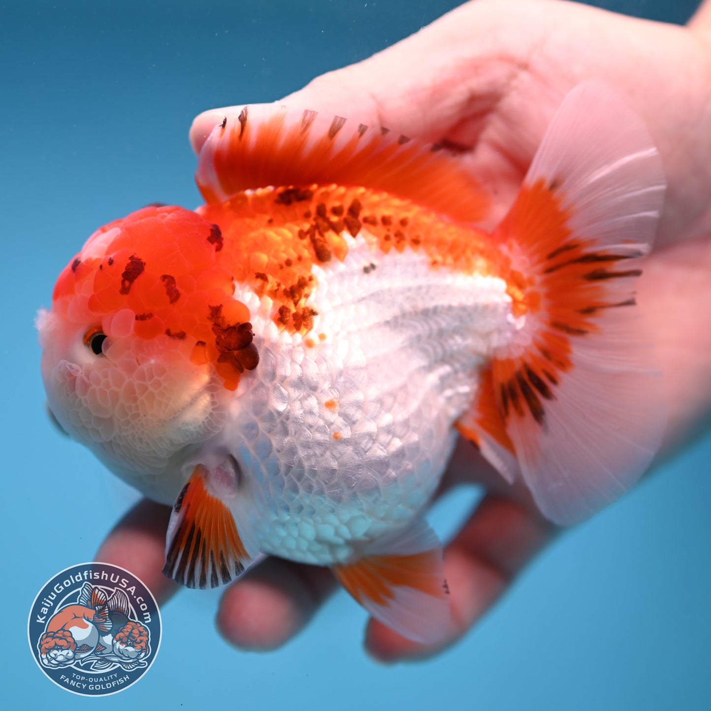 Tricolor Oranda 3.5 inch Body (251114_OR03)