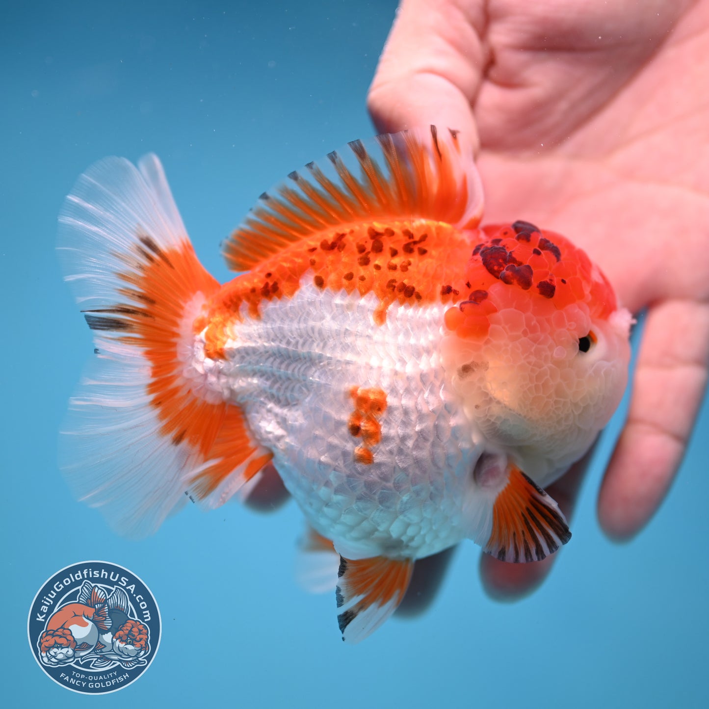 Tricolor Oranda 3.5 inch Body (251114_OR03)