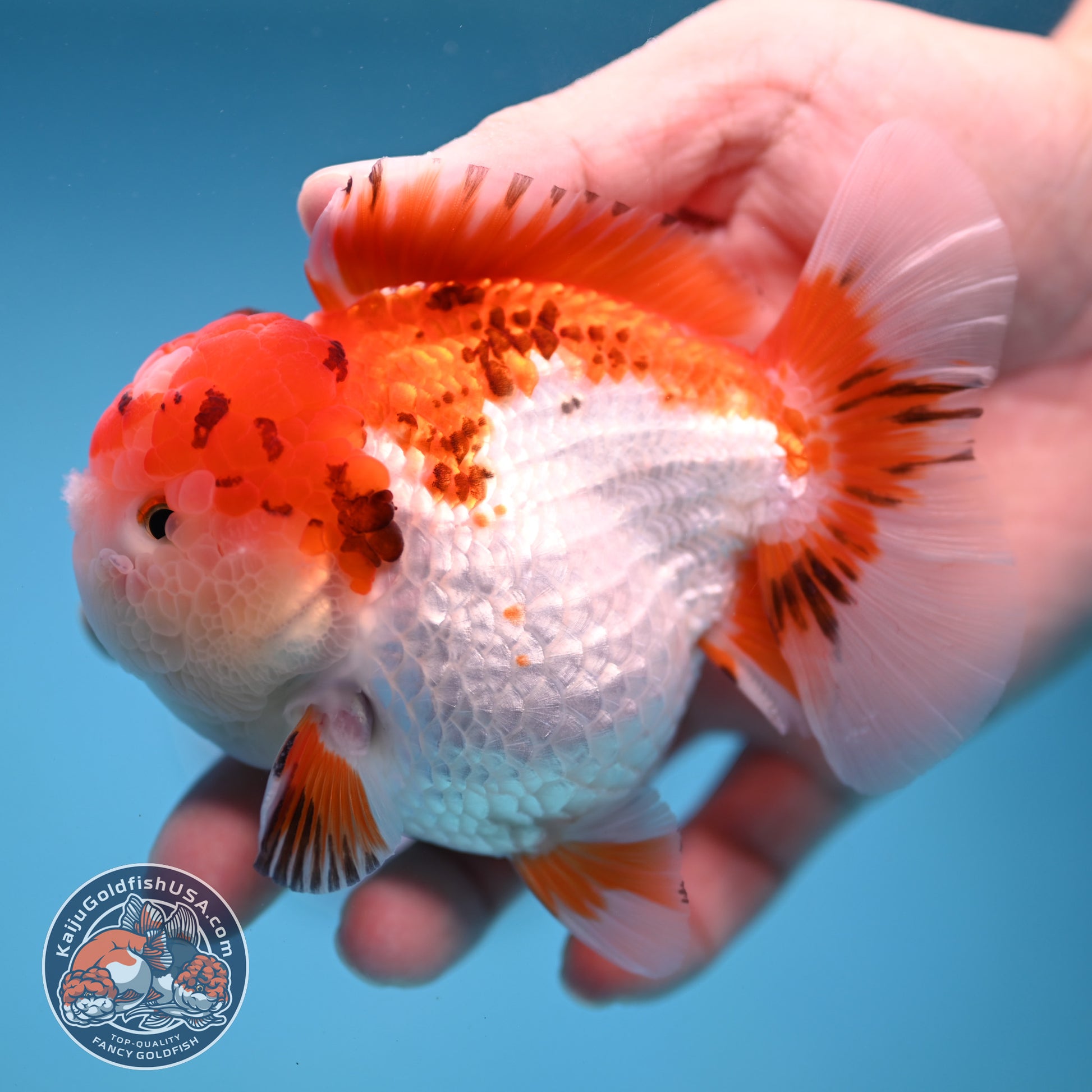 Tricolor Oranda 3.5 inch Body (251114_OR03)