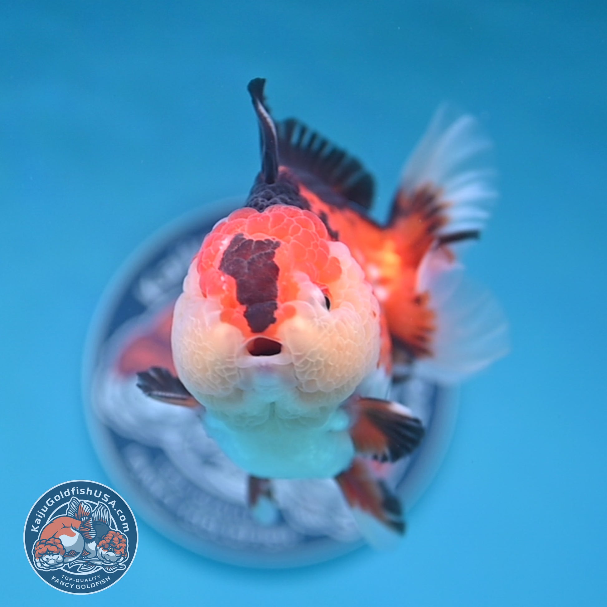 Tricolor Oranda 3.5 inch Body (251114_OR14)