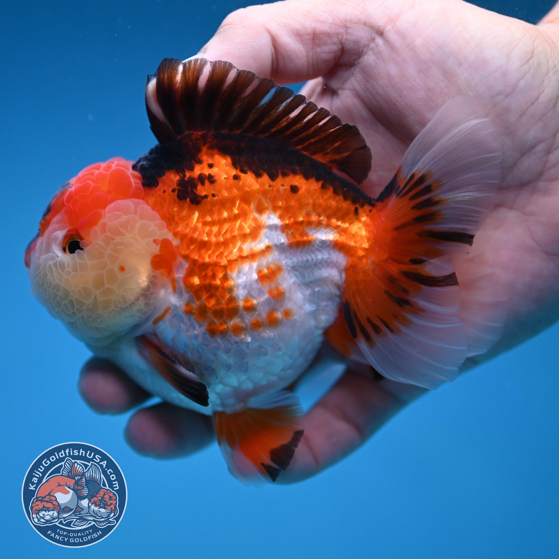 Tricolor Oranda 3.5 inch Body (251114_OR14)