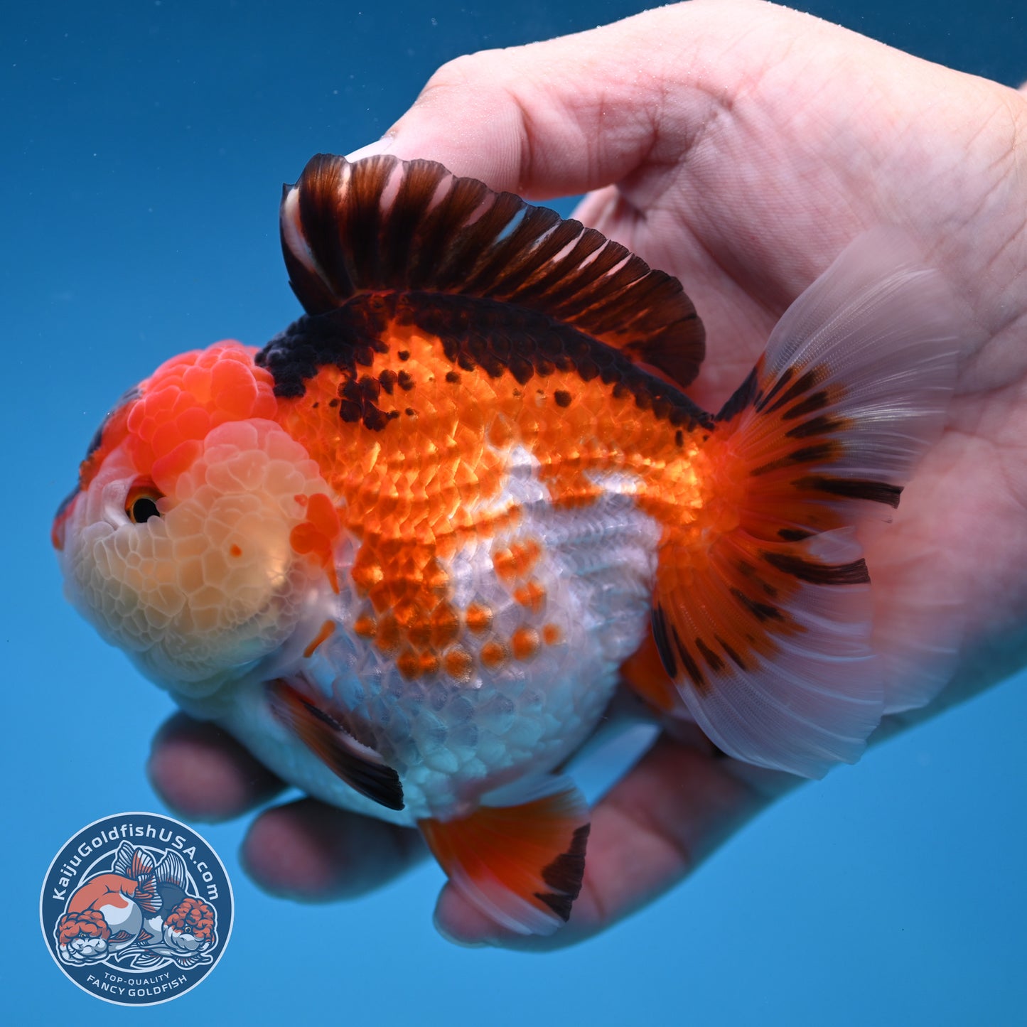 Tricolor Oranda 3.5 inch Body (251114_OR14)