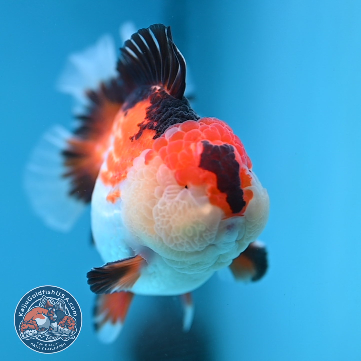 Tricolor Oranda 3.5 inch Body (251114_OR14)