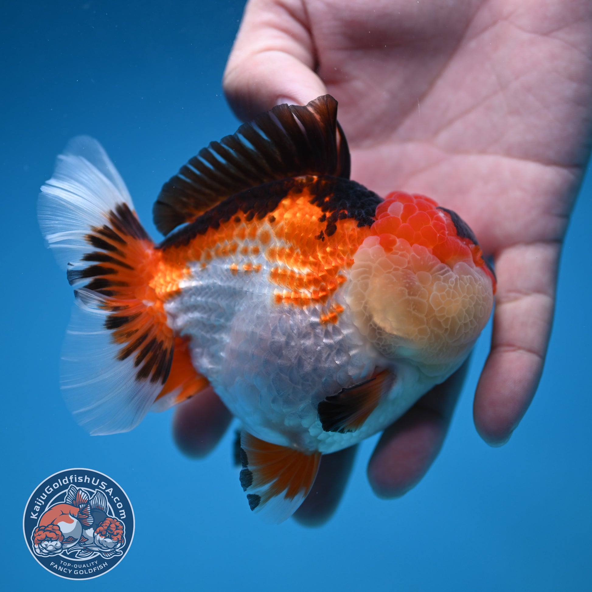 Tricolor Oranda 3.5 inch Body (251114_OR14)