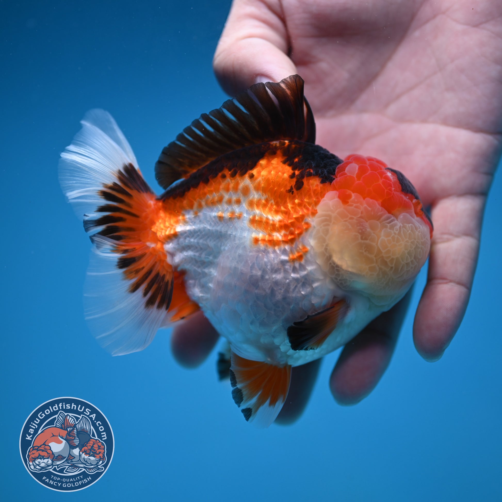 Tricolor Oranda 3.5 inch Body (251114_OR14)