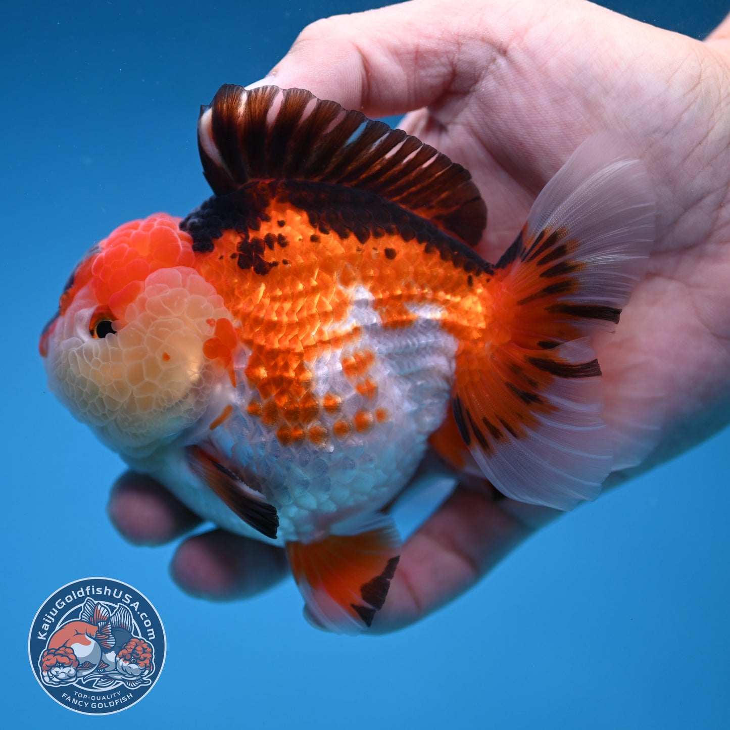 Tricolor Oranda 3.5 inch Body (251114_OR14)