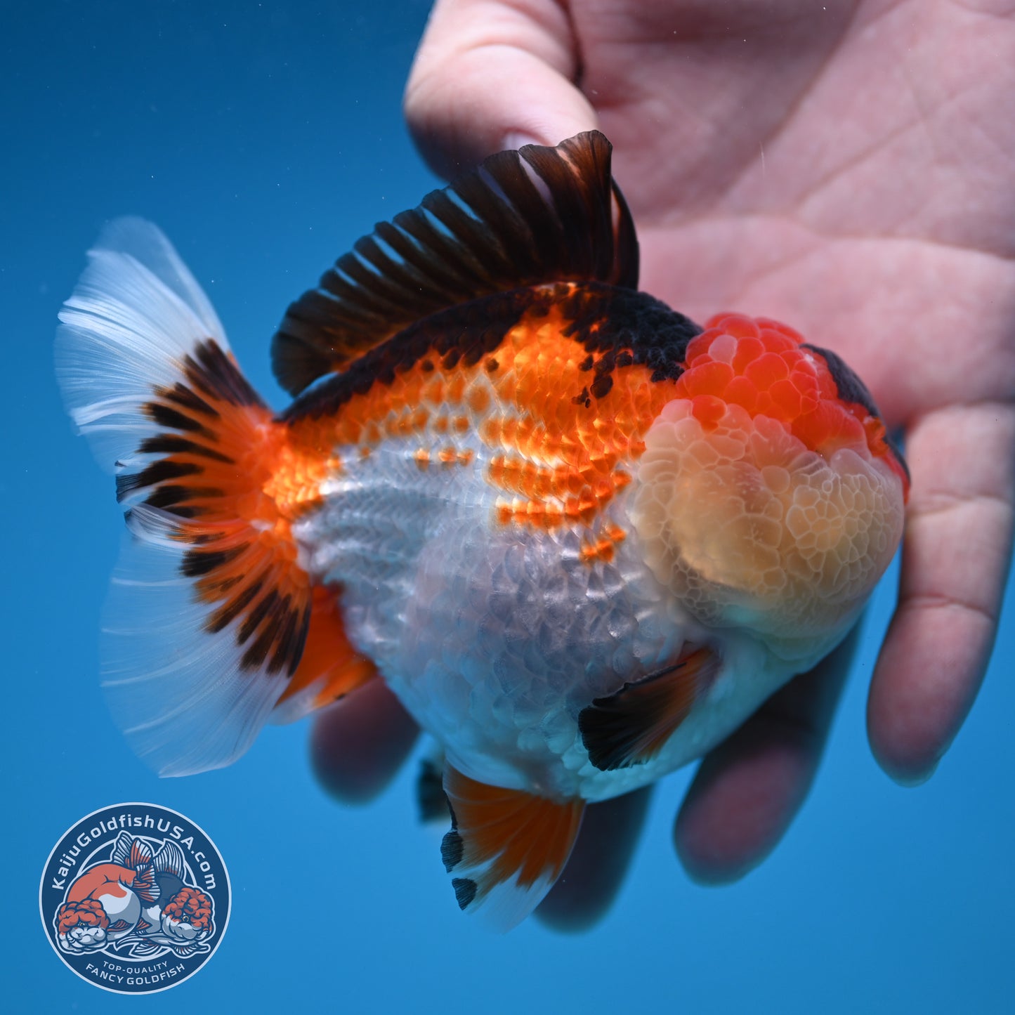Tricolor Oranda 3.5 inch Body (251114_OR14)