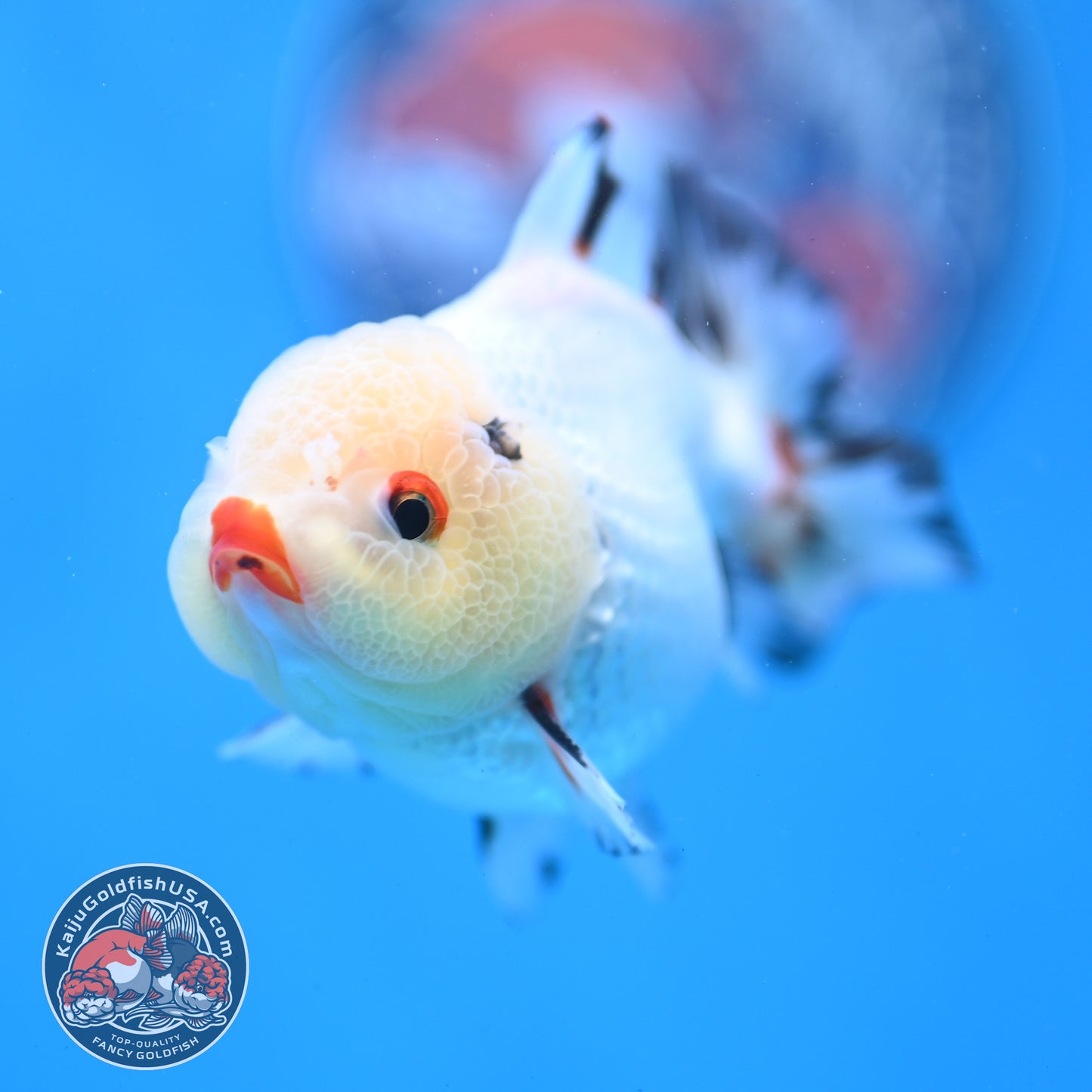 Tricolor Oranda 3.5 inch Body (260109_OR02)