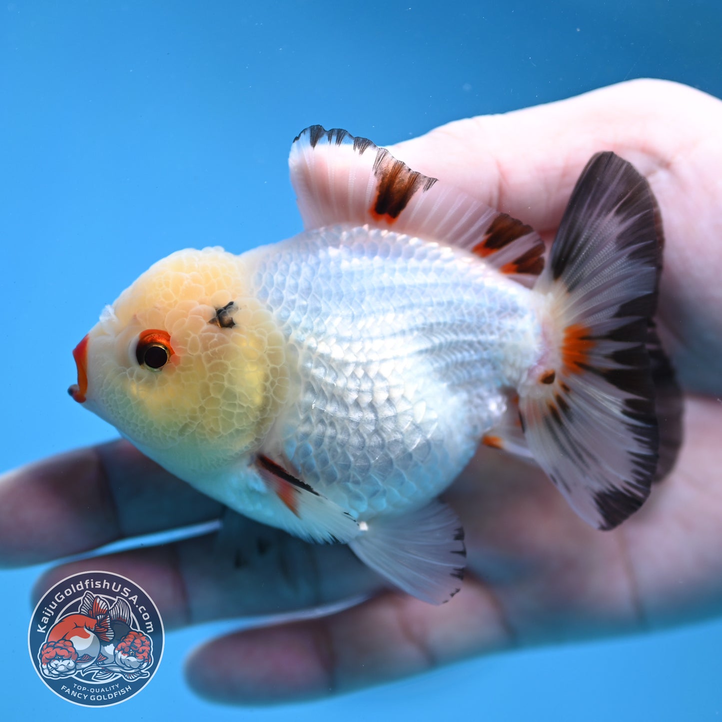 Tricolor Oranda 3.5 inch Body (260109_OR02)