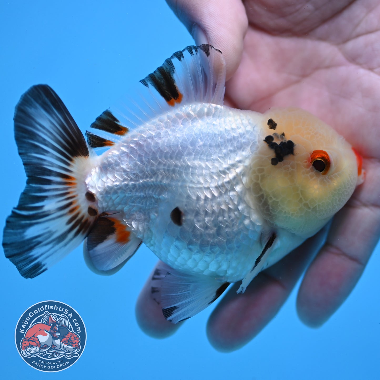 Tricolor Oranda 3.5 inch Body (260109_OR02)