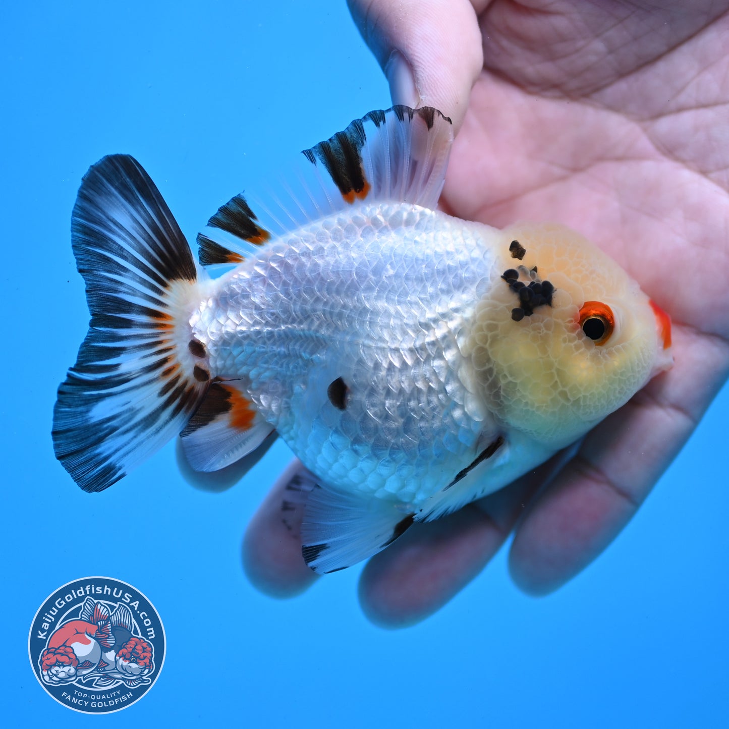 Tricolor Oranda 3.5 inch Body (260109_OR02)