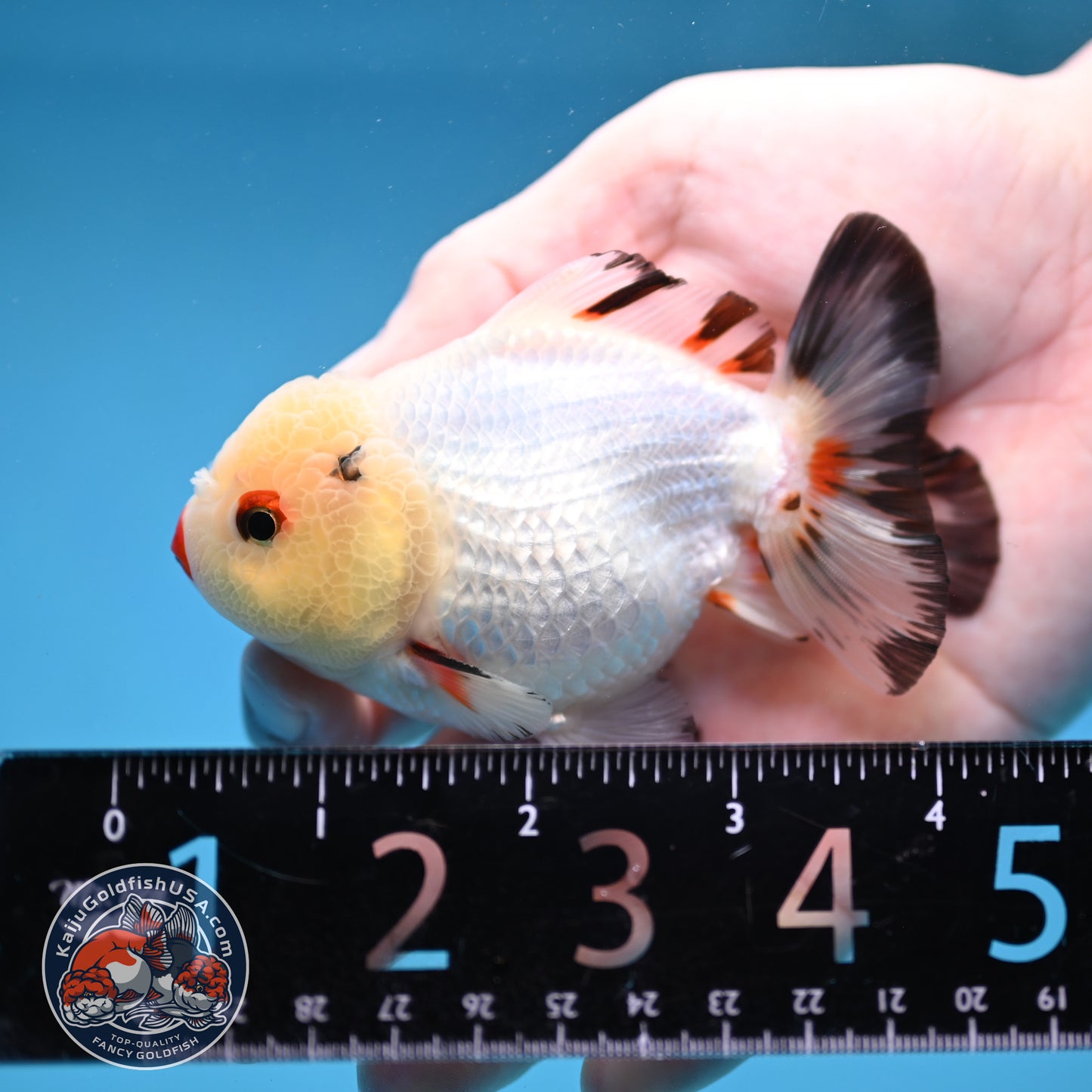 Tricolor Oranda 3.5 inch Body (260109_OR02)