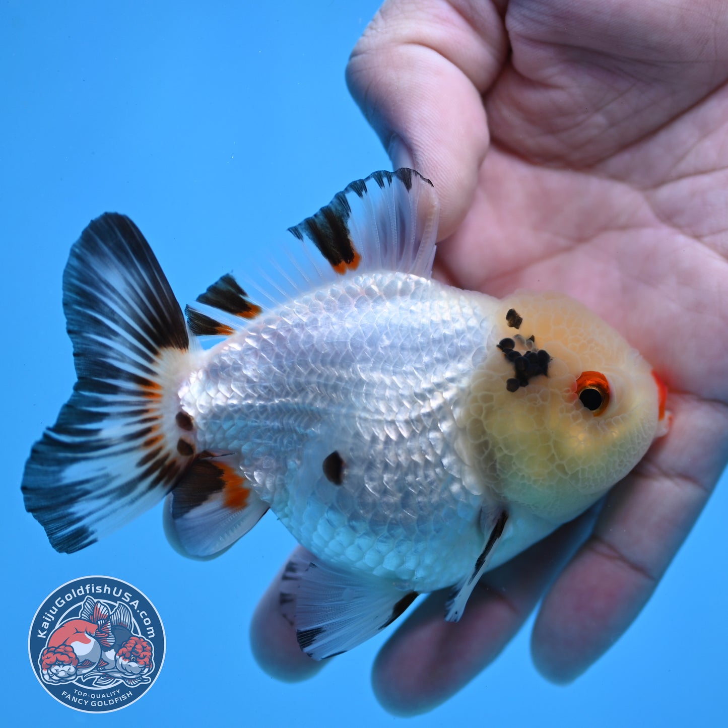 Tricolor Oranda 3.5 inch Body (260109_OR02)