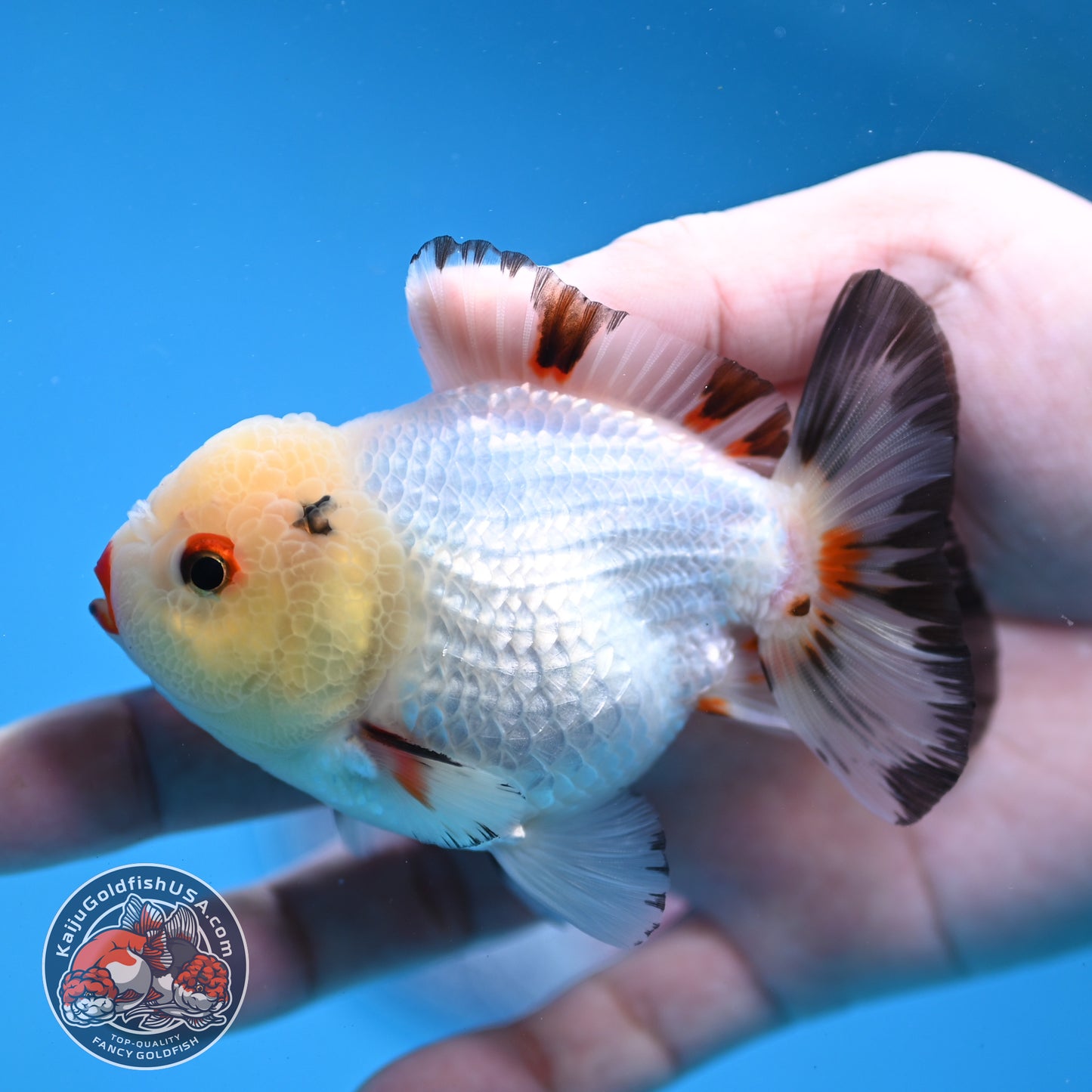 Tricolor Oranda 3.5 inch Body (260109_OR02)
