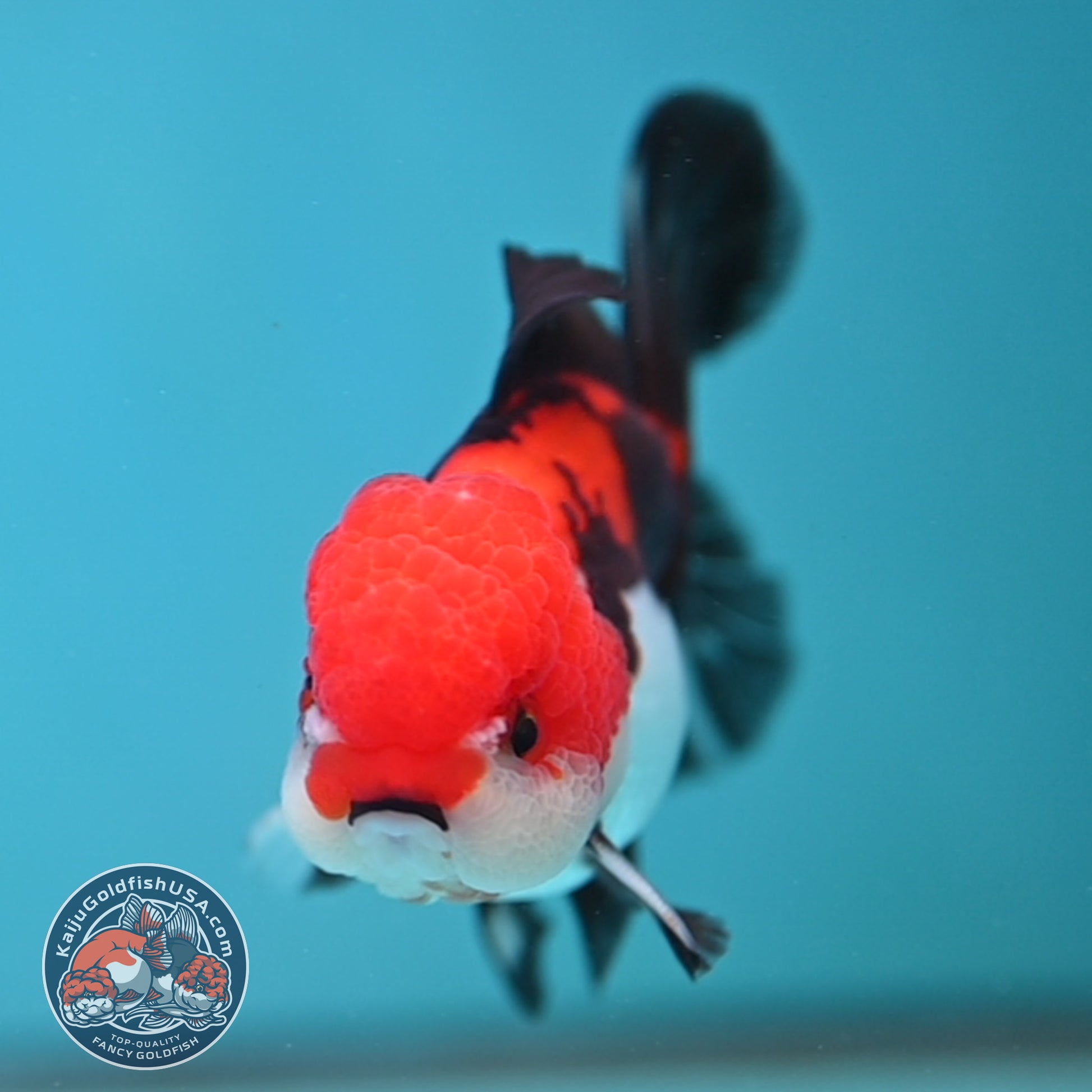 Tricolor Oranda 3.5 inch Body (260130_OR04)