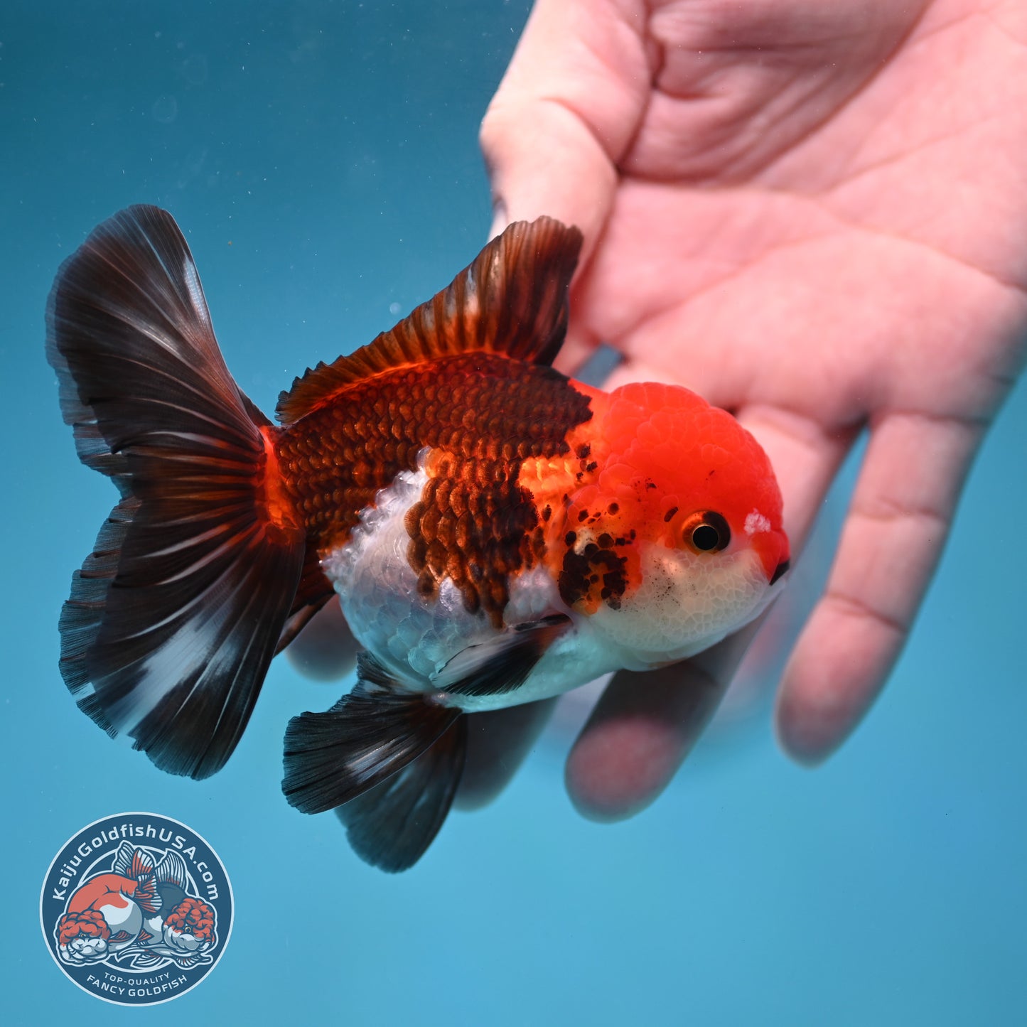 Tricolor Oranda 3.5 inch Body (260130_OR04)