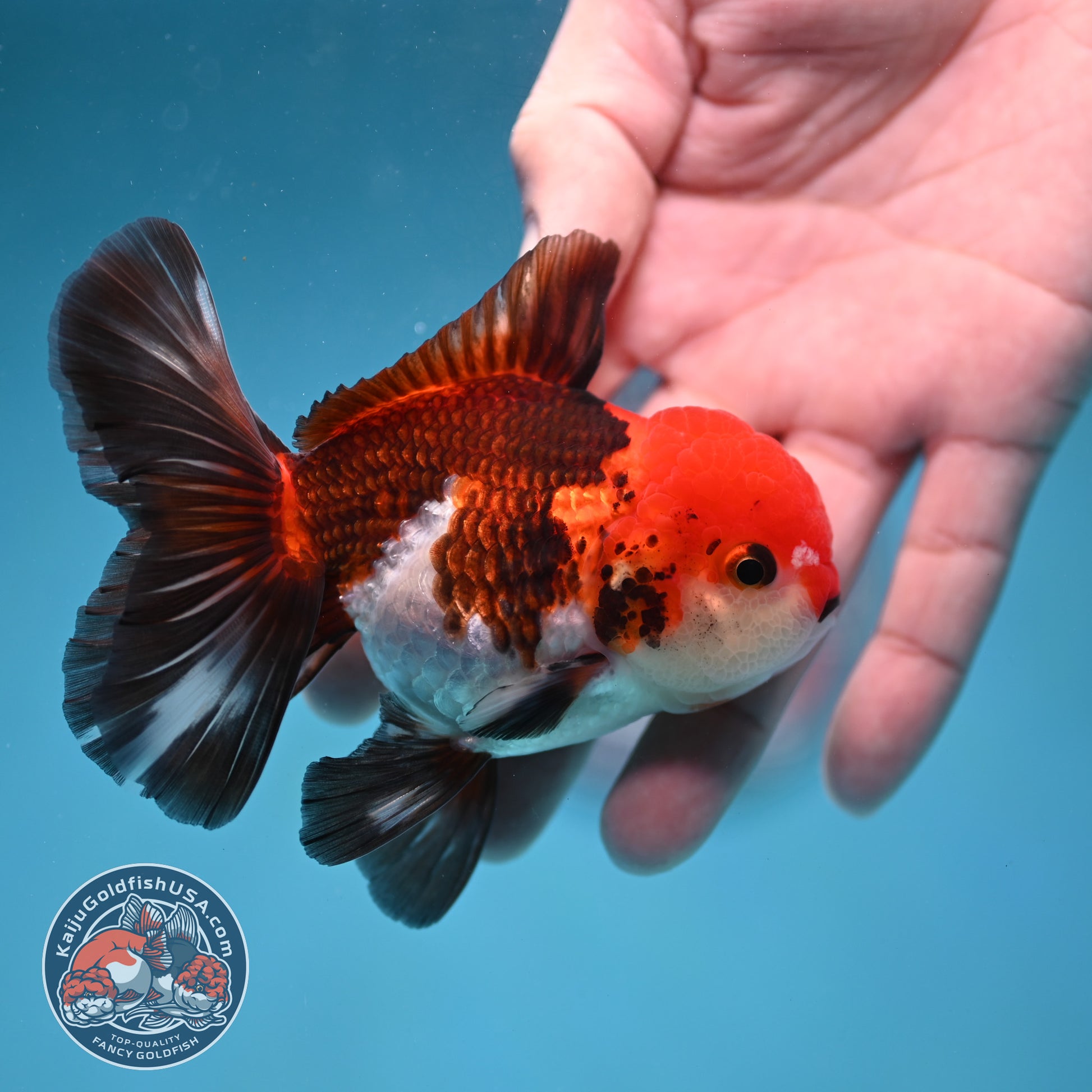 Tricolor Oranda 3.5 inch Body (260130_OR04)