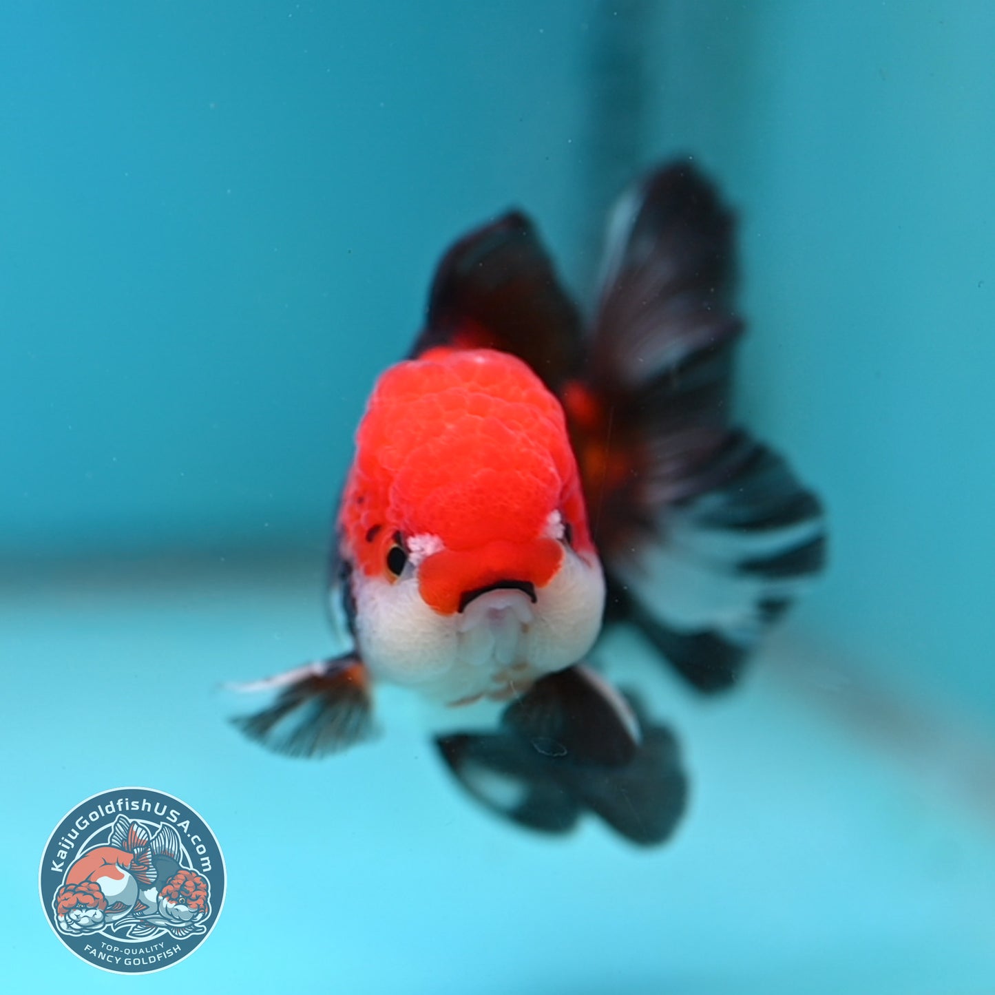 Tricolor Oranda 3.5 inch Body (260130_OR04)
