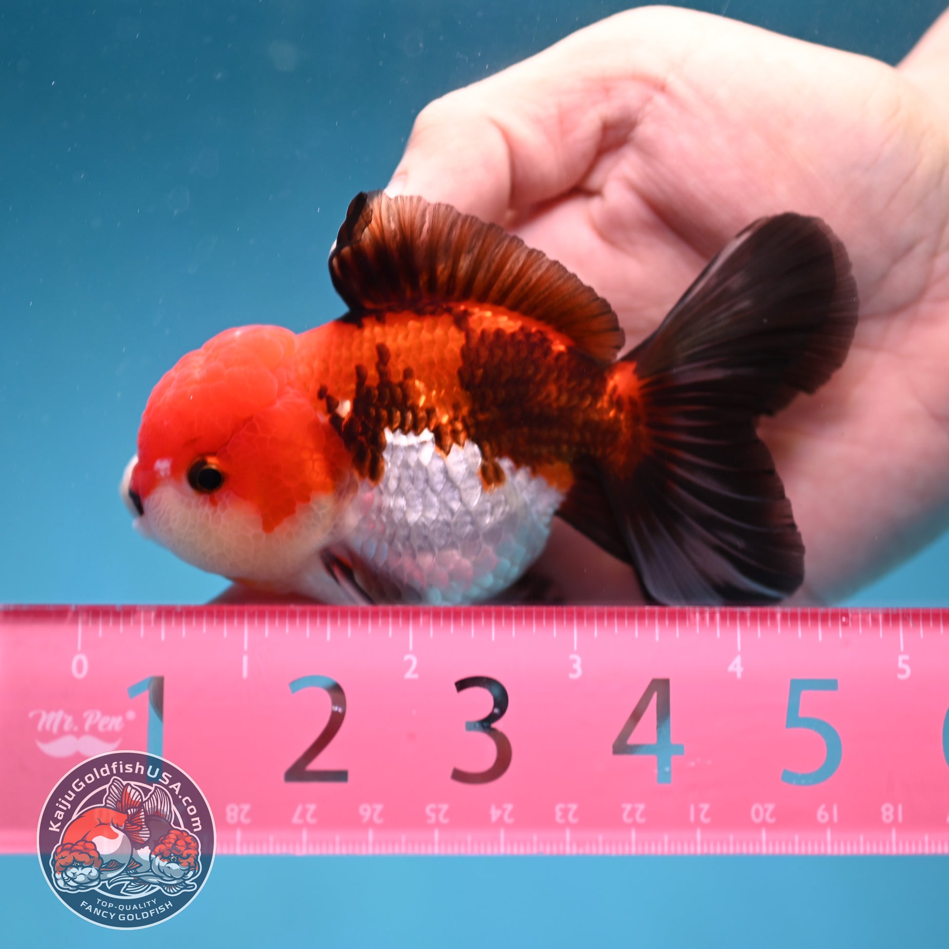 Tricolor Oranda 3.5 inch Body (260130_OR04)