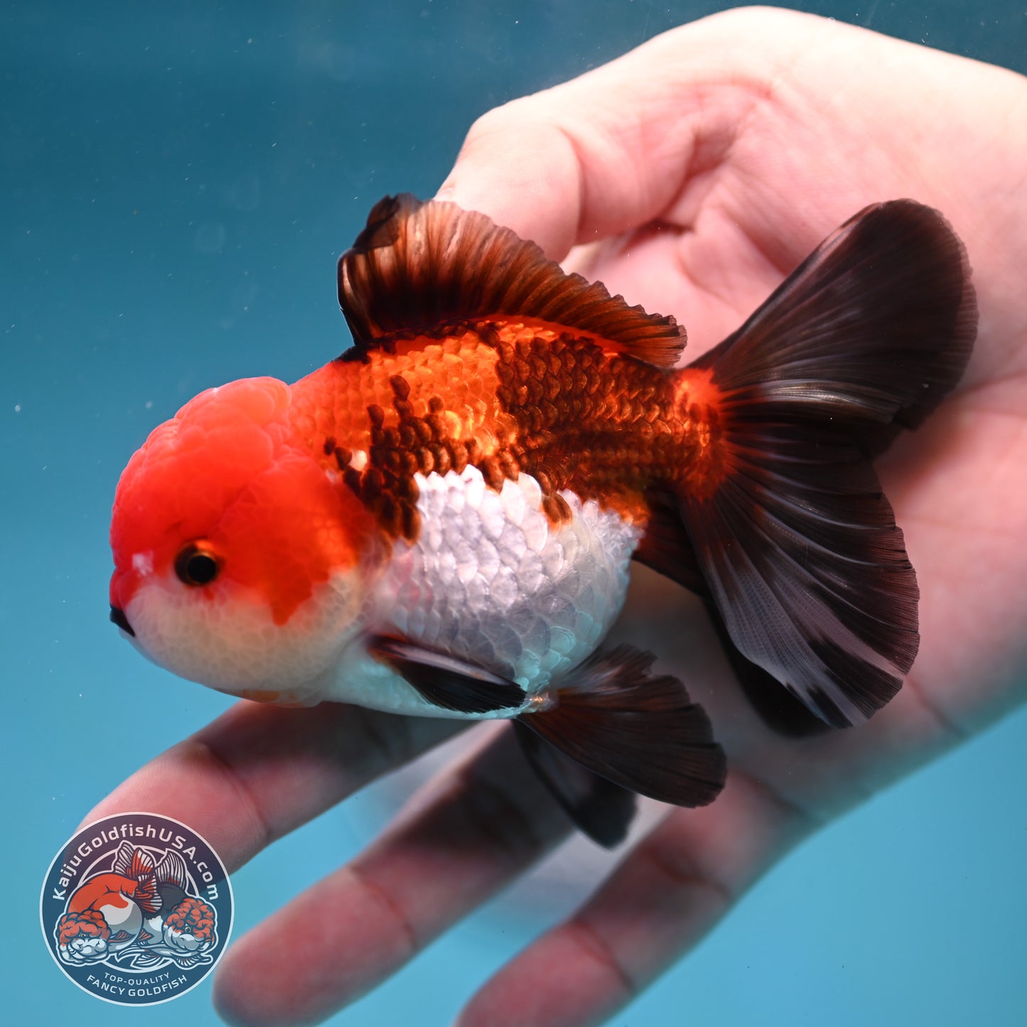 Tricolor Oranda 3.5 inch Body (260130_OR04)