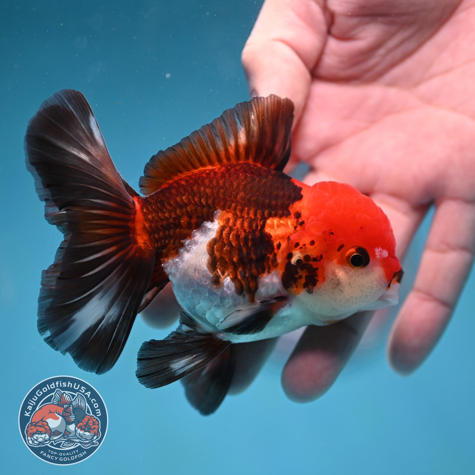 Tricolor Oranda 3.5 inch Body (260130_OR04)