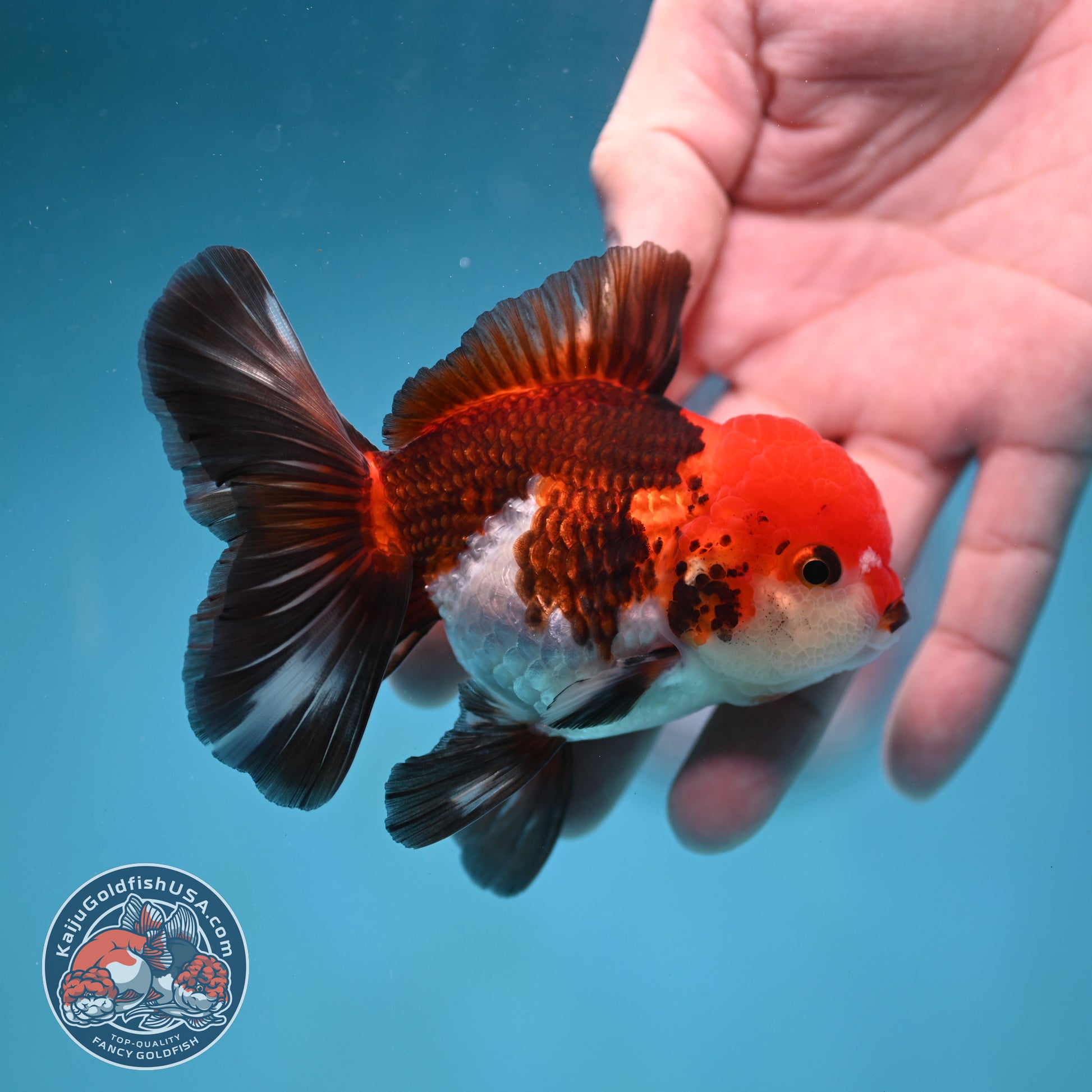 Tricolor Oranda 3.5 inch Body (260130_OR04)