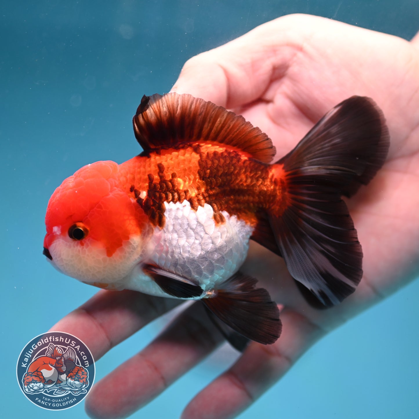 Tricolor Oranda 3.5 inch Body (260130_OR04)